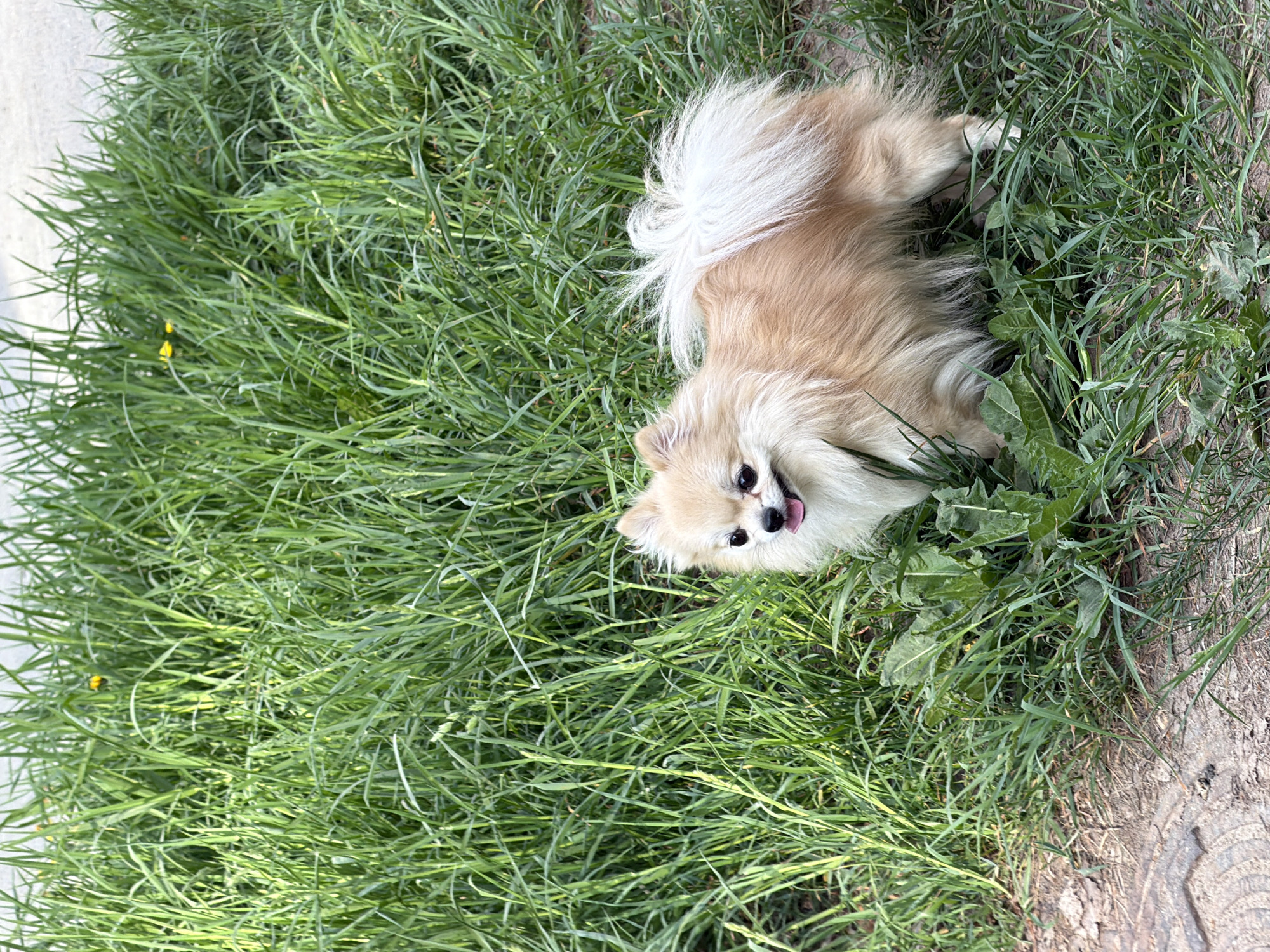 A Pomeranian dog lies in green grass. The location is the city of Chaikovsky, Russia. The dog is tan with a white tail and is lying on its side with its head up and tongue sticking out. The grass is tall and thick, and there is a concrete path and some dirt visible.