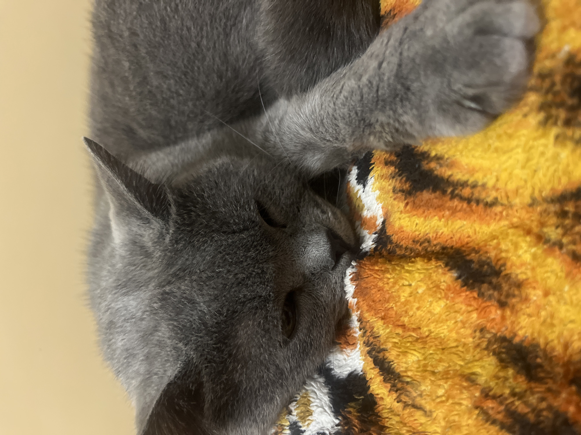 The image shows a close-up of a sleeping grey cat. The cat is lying on a fluffy blanket with a tiger-stripe pattern. The cat's eyes are closed, and its head is resting on the blanket. Its fur is short and dense, and its ears are perked up slightly. One of its paws is visible in the foreground, resting on the blanket. The background is a plain, light-colored wall. There is no indication of the location being in Belyye Berega, Russia.