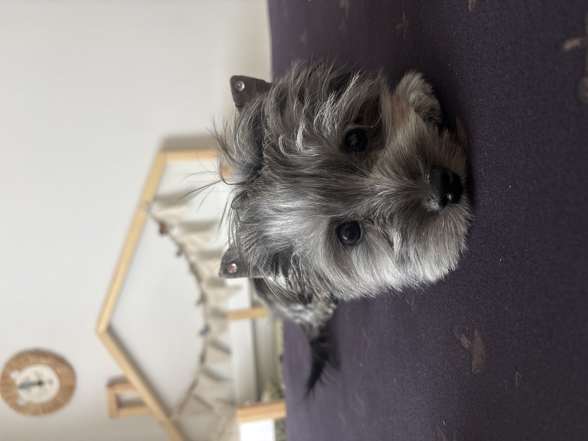 A close-up, slightly rotated image shows a gray and black small dog with floppy ears resting on a dark purple surface. The dog's face is the focal point, with its dark eyes looking directly at the camera. Behind the dog, out of focus, is a white wall, a wooden house-shaped structure with white fabric hanging inside, and a round, straw-like object on the wall. The image appears to have been taken indoors. Location in the city of Chaikovsky, Russia is not evident.