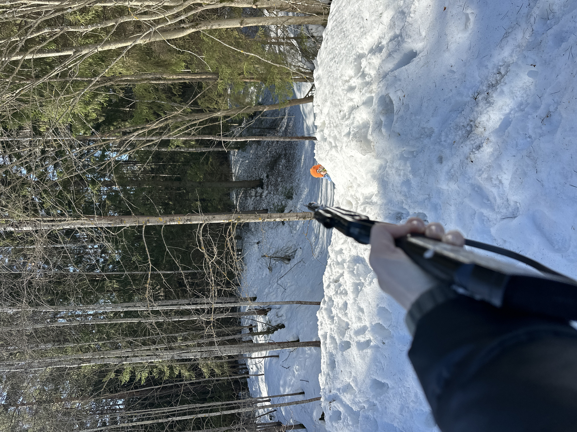 The scene depicts a snowy, wooded area in Прикамский, Russia, viewed from a first-person perspective. In the immediate foreground, a human hand, possibly gloved and wearing a dark sleeve, holds a dark-colored firearm, likely a rifle, pointed forward. The hand and weapon are slightly out of focus. A snow-covered ground surface, marked with footprints and scattered debris such as pine needles, extends from the foreground into the midground. Beyond a significant snowdrift or mound in the midground, a person, possibly a child, is partially visible. This individual is wearing a bright orange hat and a light-colored top, with their head and upper torso exposed above the snow. They appear to be looking towards the camera's perspective. The background consists of a dense forest composed of numerous trees, predominantly bare deciduous trees with light-colored bark, interspersed with evergreen conifers. The ground throughout the background is also covered in snow, and the area is illuminated by sunlight, casting shadows.