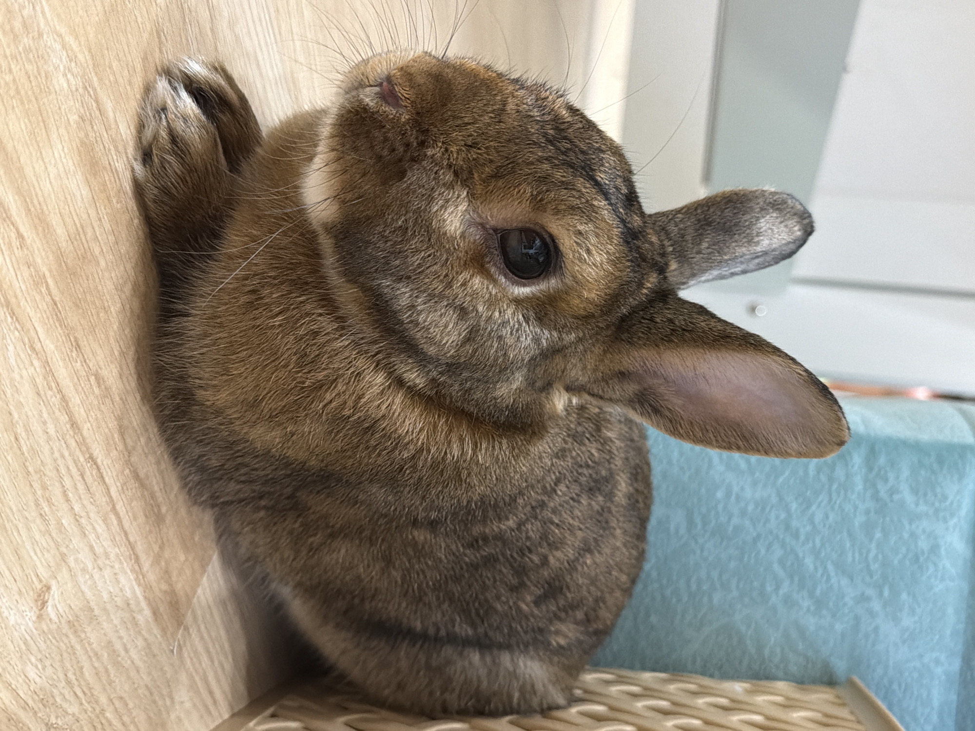 A brown rabbit with dark markings sits on a light wood-grain floor. The rabbit is facing left, with its head turned slightly towards the viewer. Its eyes are dark and prominent, and its ears are upright. In the background, a textured turquoise surface is visible to the right, behind which is a woven basket-like object. A light-colored wall or furniture piece is visible to the left. There is no indication of the city of Solikamsk, Russia, or any other specific geographical location.