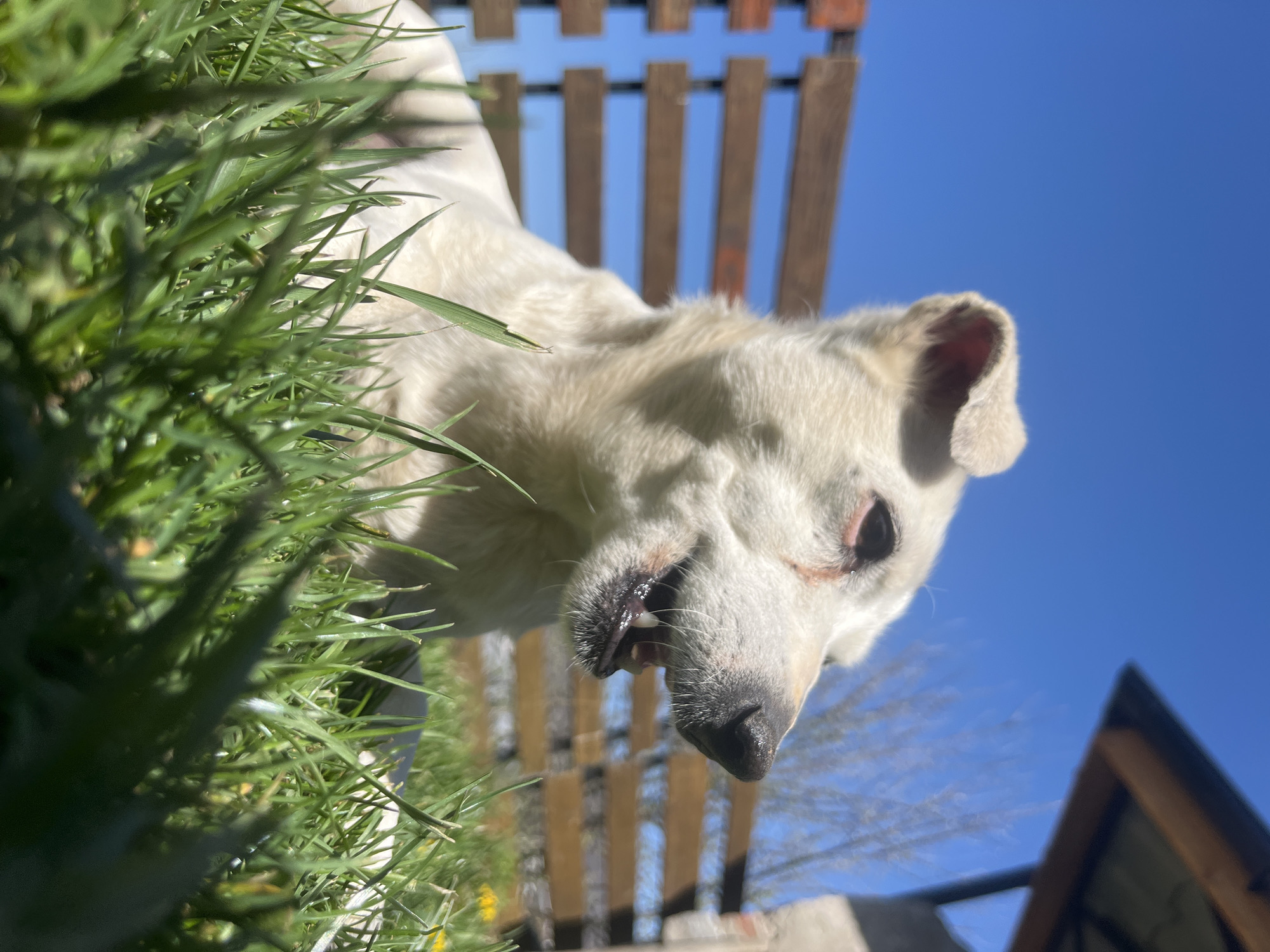 A close-up, low-angle photograph captures a white dog outdoors on a sunny day in Vladaya, Bulgaria. The dog, positioned horizontally across the frame with its head towards the right, looks down directly at the camera. Its mouth is slightly ajar, revealing teeth and some visible drool or saliva on its lower lip. One dark eye is clearly visible, while the other is partly shadowed.
The foreground on the left is dominated by bright, sharp green grass, suggesting the camera is positioned very low, possibly on the ground amidst the foliage. Behind the dog, under a clear, brilliant blue sky, a blurred wooden structure, possibly a pergola or fence, is visible with vertical slats. Further into the background on the lower right, a small section of a building or roof with a dark roof and lighter walls can be seen. The strong sunlight illuminates the scene, casting highlights on the dog's fur and creating a sense of a warm, clear day. No text is visible in the image.