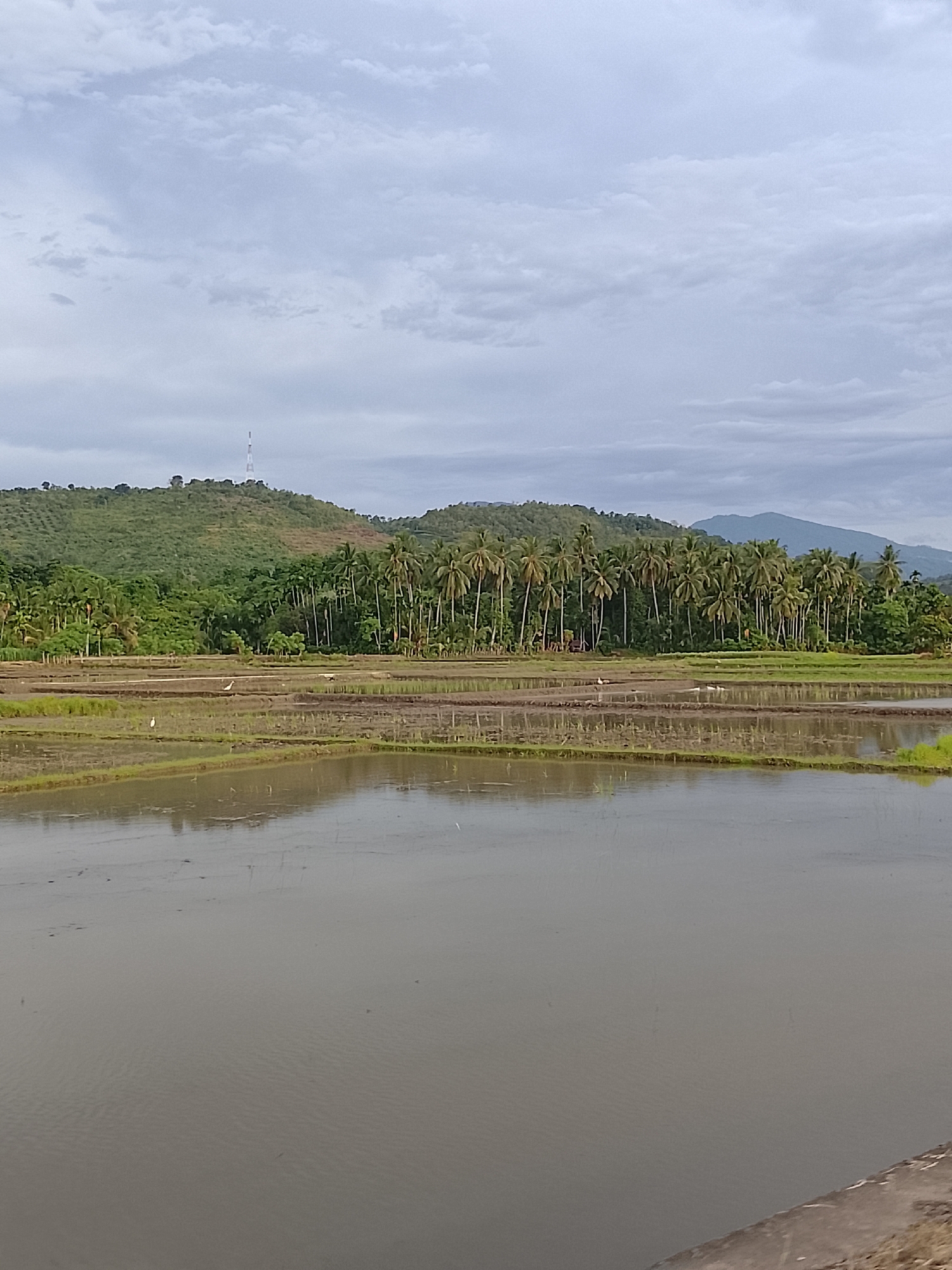 The image depicts a rural landscape in Geunteng, Indonesia, under a cloudy sky. In the foreground, a flooded rice paddy occupies the lower half of the frame, reflecting the overcast sky. The water is murky and shows ripples from wind. The midground features a series of tiered, drained rice paddies, appearing to be in the process of cultivation or preparation for planting. Several egrets are visible foraging in these drier paddies. Behind the rice fields, a dense line of tall palm trees forms a verdant barrier, transitioning into rolling green hills. A prominent radio tower stands atop one of the furthest hills. The background consists of distant, hazy mountains and a vast expanse of clouds. The overall scene conveys a serene, agricultural environment typical of the Indonesian countryside.