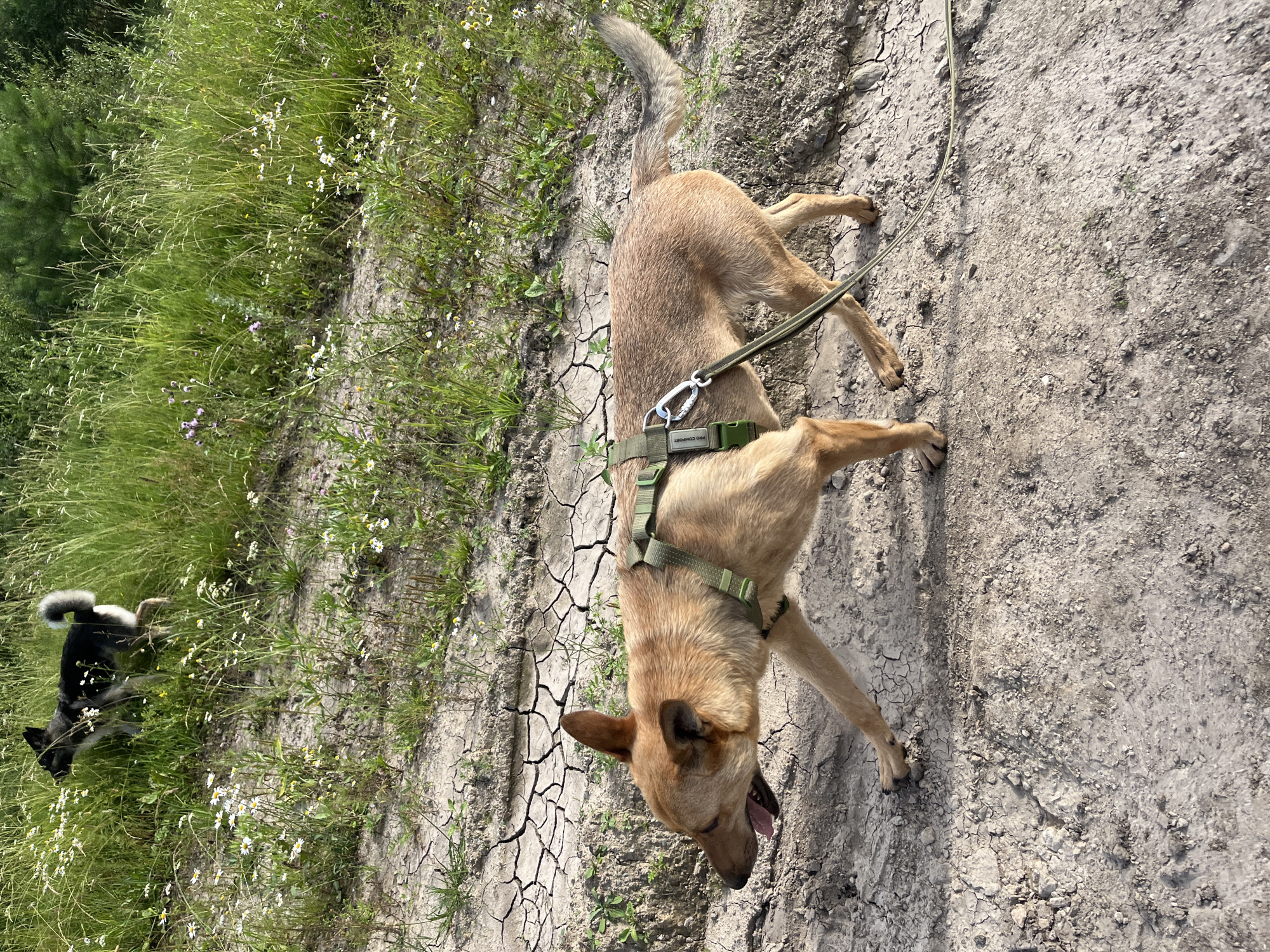 The image shows two dogs on a dry, cracked dirt path next to a field of tall green grass with small white wildflowers. The larger dog, a tan-colored breed with a green harness, is in the foreground, panting with its mouth open and tongue out. Its tail is held high and curled over its back. A thin, light-colored leash is attached to the harness and trails off to the upper right. The second dog, a black and white husky or similar breed, is in the middle ground, to the left, partially obscured by the tall grass. It is facing left, with its tail curled over its back. The scene is outdoors, likely during the day, with bright sunlight casting shadows. The dry, cracked ground suggests a warm or arid climate, possibly late summer or early autumn. The presence of wildflowers indicates a natural, undeveloped area. The overall mood is casual and appears to be a walk or hike in a rural or semi-rural setting. The text "PRO COMFORT" is visible on the green harness of the tan dog.