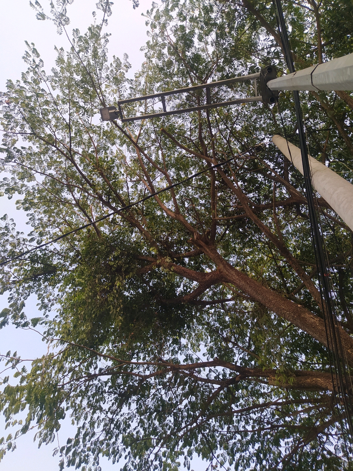 The image depicts a view looking upwards through the branches of a large tree in Papahan, Indonesia. Power lines are visible, strung between a utility pole and running through the tree canopy. A street light fixture is mounted on a horizontal metal bar attached to the utility pole, which is partially obscured by the tree. The sky above is a pale, overcast gray. The tree itself is dense with green leaves and has a thick, textured brown trunk and branches. The overall scene suggests an outdoor environment within a populated area where infrastructure, like power lines and street lights, is integrated with natural elements.