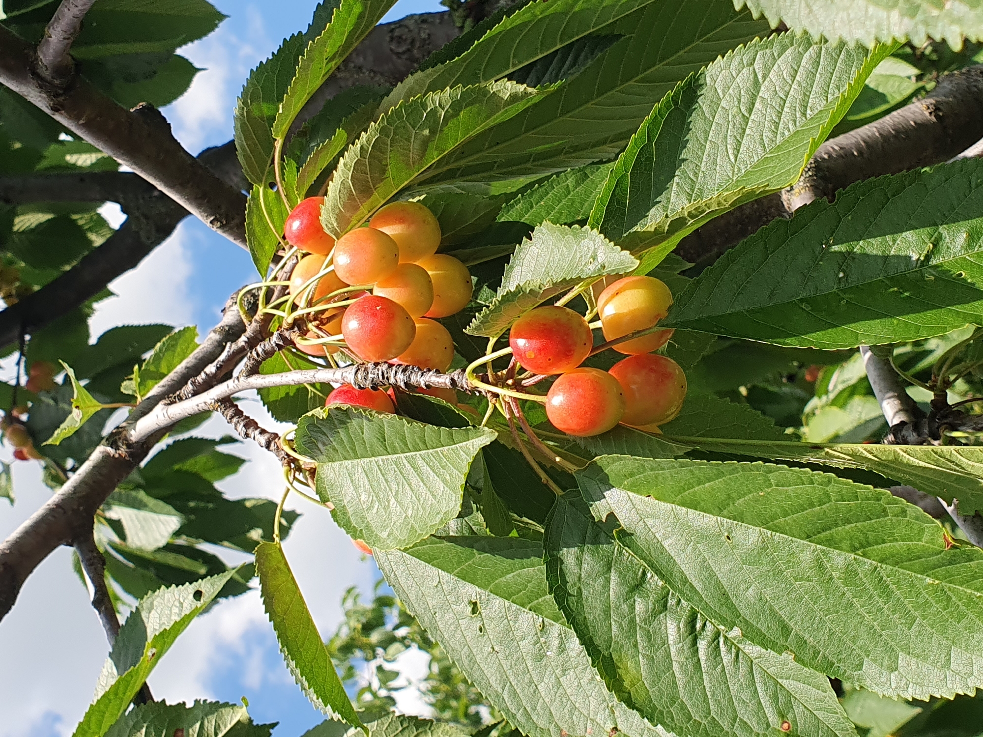 A cluster of ripe cherries hangs from a tree branch, surrounded by green leaves. The cherries are a vibrant red and yellow, with some showing a gradient of color. The scene is set against a backdrop of a blue sky with scattered white clouds. The image appears to have been taken outdoors, likely in a garden or orchard, possibly in or near the village of Novoivanivka, Ukraine, given the context. No people are visible in the image, and the focus is solely on the fruit and foliage. The lighting suggests a sunny day.