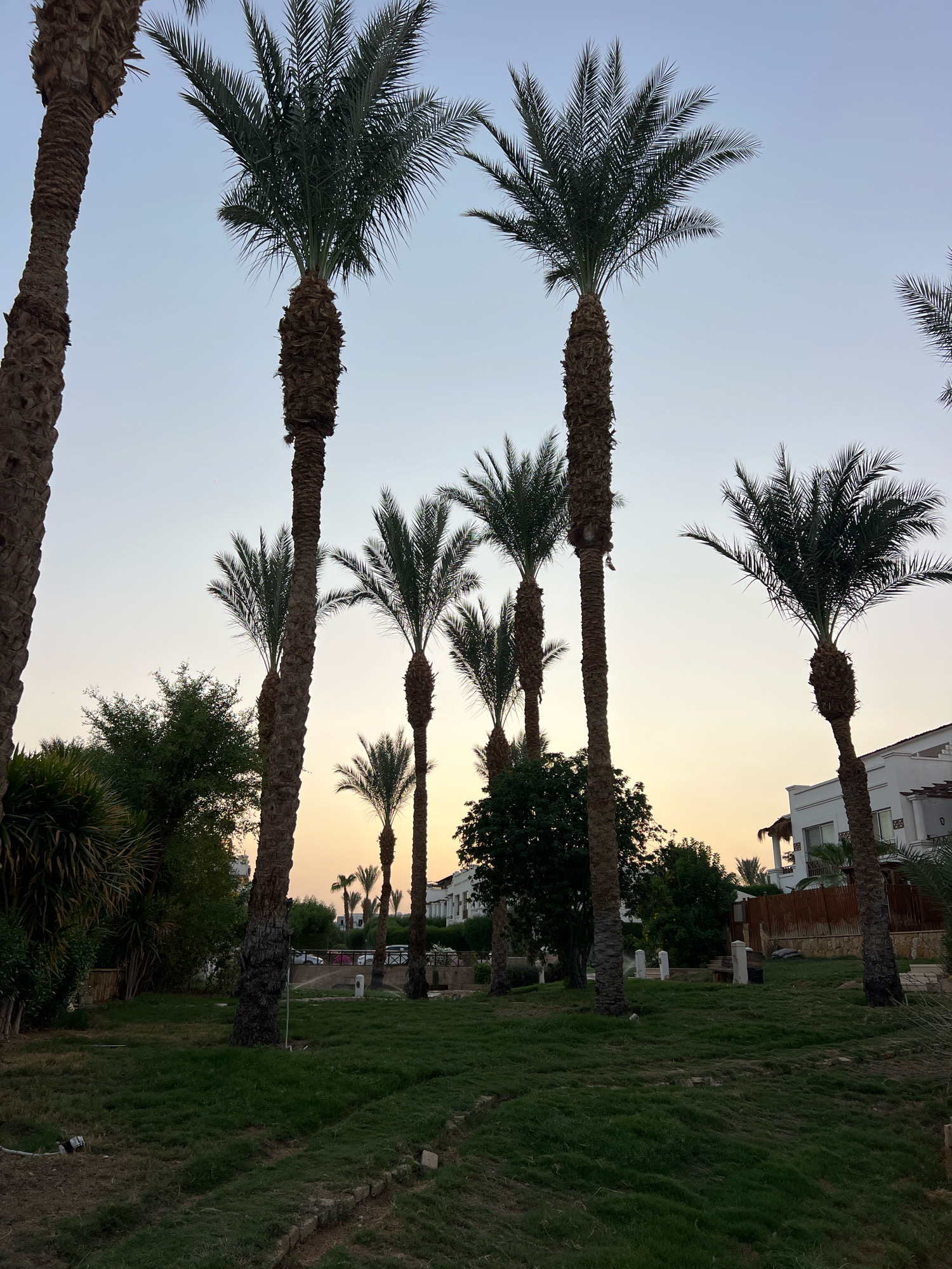 The image depicts a resort-like setting in Sharm El Sheikh, Egypt, characterized by numerous palm trees of varying heights dominating the foreground and midground. The sky is a clear, pale blue, transitioning to a soft yellow and orange hue near the horizon, suggesting either dawn or dusk. Lush green grass covers the ground, interspersed with patches of exposed soil and stone borders.
In the background, a modern white building with balconies and thatched-roof elements is visible, indicative of resort architecture. A brown wooden fence separates the garden area from the building. Several cars are parked in the distance, behind the fence.
Several palm trees are the prominent subjects, with their textured brown trunks and feathery green fronds reaching towards the sky. One tall palm tree on the far left is partially cropped. Other palm trees are scattered throughout the scene, creating a sense of depth and tropical ambiance.
To the left of the palm trees, there are dense green bushes and trees. A white hose and a small black device are visible on the ground in the lower left quadrant, possibly related to irrigation. A sprinkler head is also visible near the base of a palm tree in the mid-ground.
The overall impression is of a tranquil, well-maintained outdoor space within a resort environment, bathed in the soft light of either sunrise or sunset. No people are present in the image.