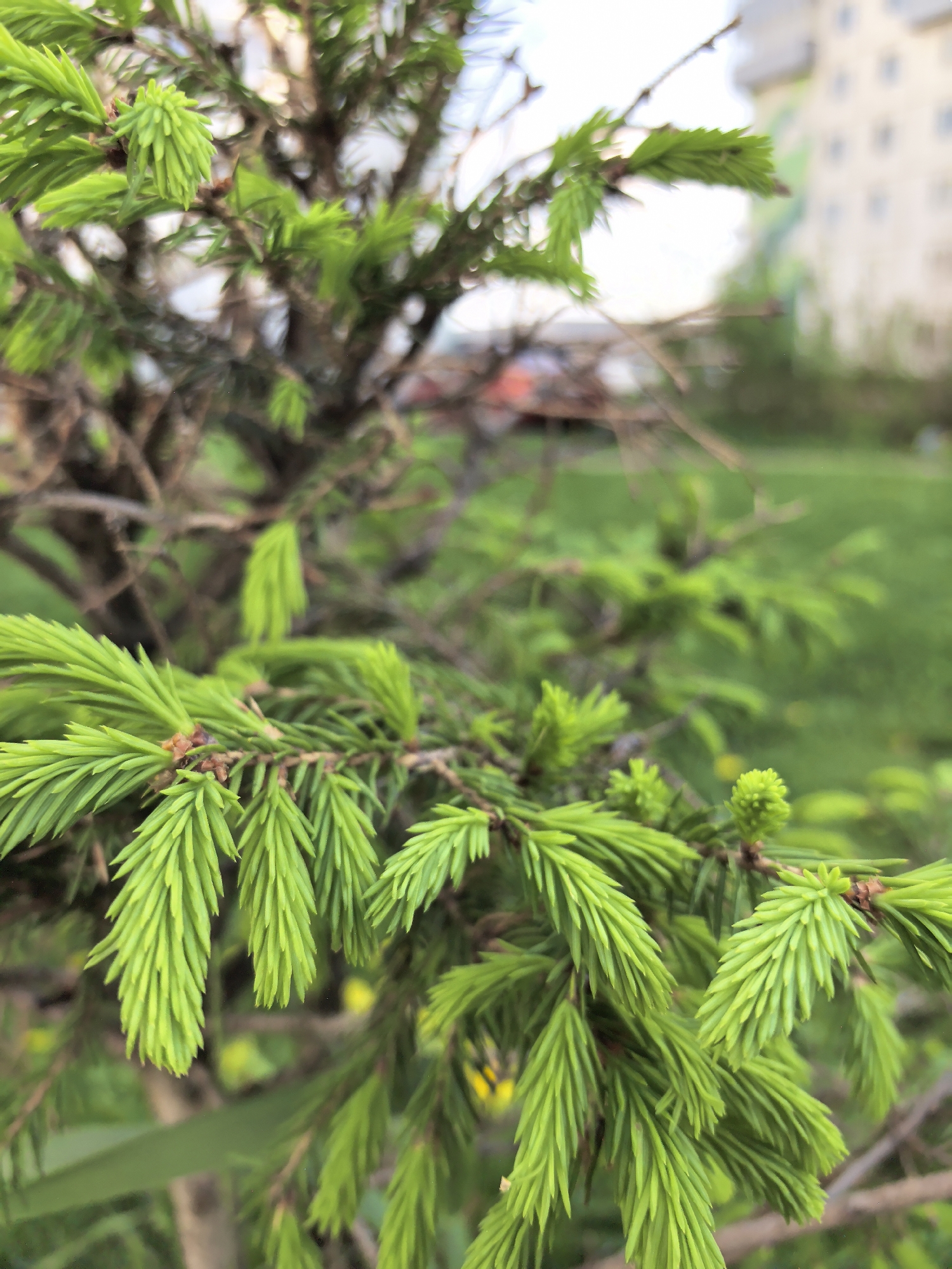 A close-up of a small coniferous tree with bright green needles is in focus. The background, including a building and green grass, is blurred. The location is Фролы, Russia, as specified. There are no people visible. The primary subject is the tree itself. The environment appears to be a park or garden area near an apartment building.