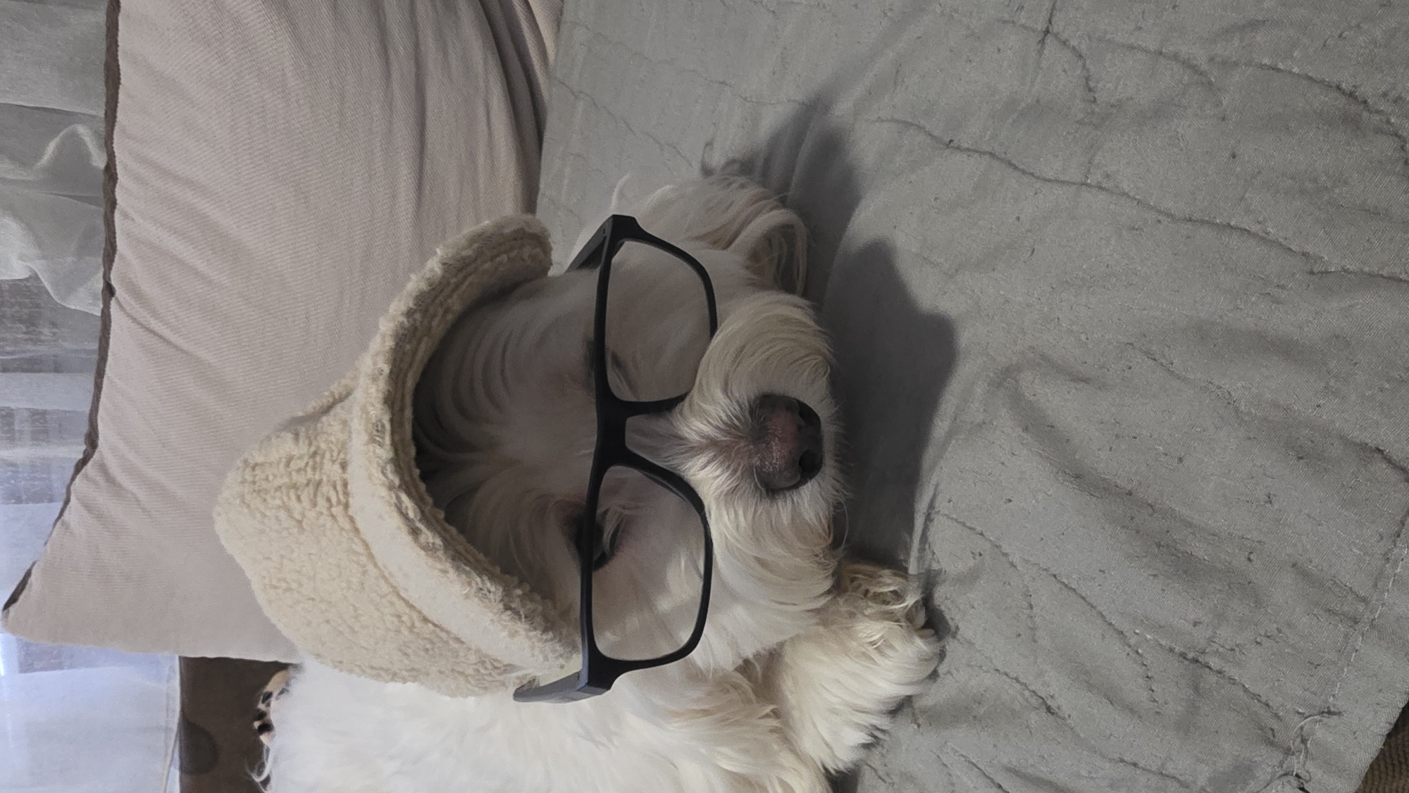 A small, white, fluffy dog is depicted resting indoors in Blagoevgrad, Bulgaria, humorously adorned with oversized black-framed glasses and a light-colored, textured, possibly sherpa-lined hat or hood. The dog appears to be lying on its back or side, seemingly relaxed or sleeping, with its snout and part of its face visible through the glasses. The glasses are perched across its nose and eyes, covering a significant portion of its face.
The setting consists of a light beige pillow on the left side of the frame, and a textured, quilted gray blanket or cover on the right. The dog is positioned across these two surfaces, with its head and upper body on the gray material and its hat/hood near the beige pillow. The textures of the dog's fur, the fluffy hat, the woven pillow, and the patterned gray blanket are clearly visible. The overall impression is one of a charming and amusing domestic scene. The image is oriented vertically, showing the dog from above. There is no visible text.