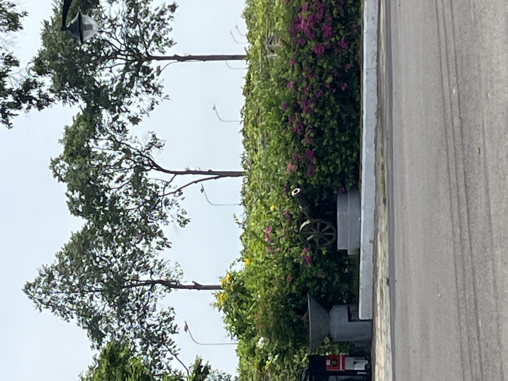 The image depicts a street scene with a cannon as the central focus, situated in Phu Thuy Ward, Vietnam. The cannon is dark in color and appears to be a historical artifact, resting on a concrete base. It is surrounded by lush green foliage and vibrant pink flowers, creating a contrast between the historical object and the natural environment. In the background, several tall trees with full canopies are visible, along with lampposts and a street light, suggesting an urban setting. The sky is overcast, casting a soft light on the scene. The foreground shows a section of an asphalt road, indicating that this is a public area accessible by vehicles. There are no people visible in the image, and no discernible actions or interactions are taking place. The scene is static and appears to be a snapshot of a peaceful, possibly commemorative, outdoor space within the city.