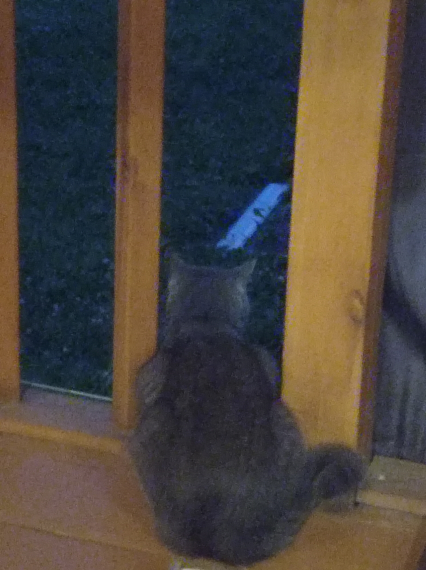 A gray cat sits on a wooden deck, facing away from the camera and towards a patch of grass with a light blue object on it. The cat is mostly in focus, while the background is blurred. The scene appears to be outdoors, possibly in a backyard or patio. The location is Degtyarsk, Russia.