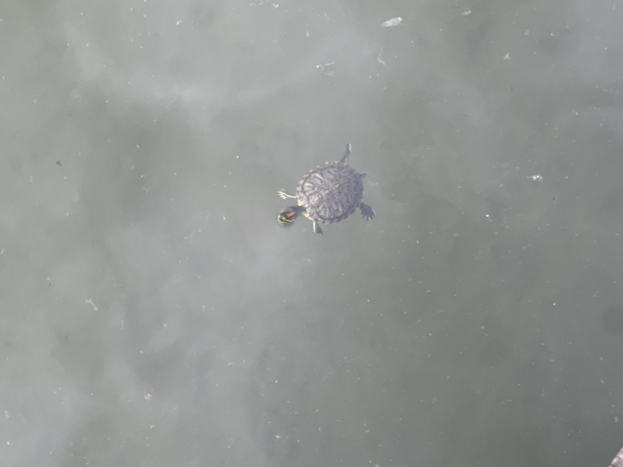 A small turtle is swimming in the murky water of a pond. The turtle is facing to the left of the frame, with its head and front legs visible above the water. The turtle's shell is dark and patterned. The water is a dull grey-green and appears to have some debris floating on the surface. The background is out of focus and appears to be a natural environment, possibly a park or garden. There is no indication of the city of Argun, Russia, in this image.