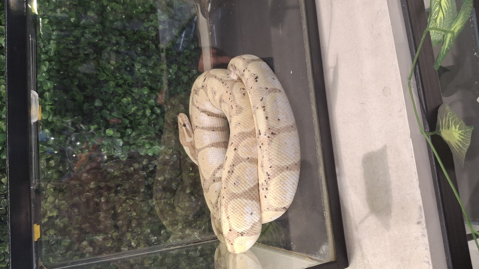 A light-colored snake with dark spots is coiled in a glass enclosure. The snake has a banded pattern on its body and its head is resting on its coils. The enclosure has a dark floor and a background of artificial green foliage. Yellow clips are visible at the top of the enclosure. The image appears to be taken in an indoor setting.