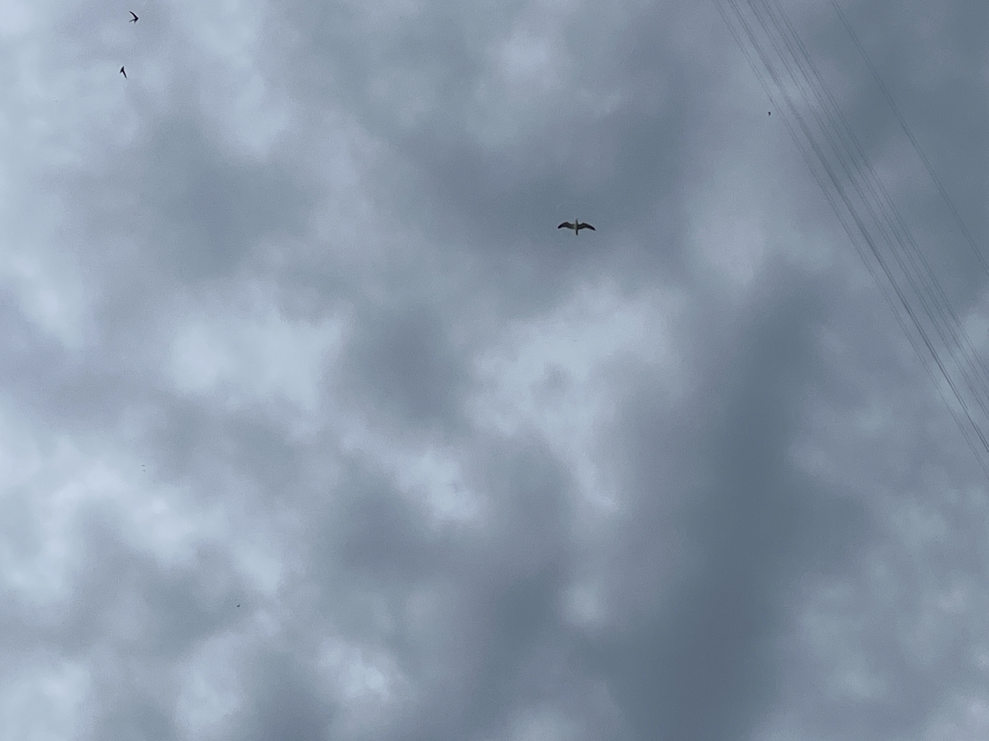 The image displays an overcast sky dominated by shades of grey clouds, suggesting a cloudy or potentially rainy day. Several birds are visible in flight. A prominent medium-sized bird, possibly a gull, is captured in the center-right of the frame with its wings extended, appearing to soar. In the upper-left corner, two smaller birds, characterized by their slender, V-shaped silhouettes and pointed wings, resemble swallows or swifts. Faint, parallel utility wires or power lines are visible diagonally across the top-right portion of the sky. The scene is an open sky, likely above Chaikovsky, Russia, with no discernible human structures other than the wires, and no visible text.