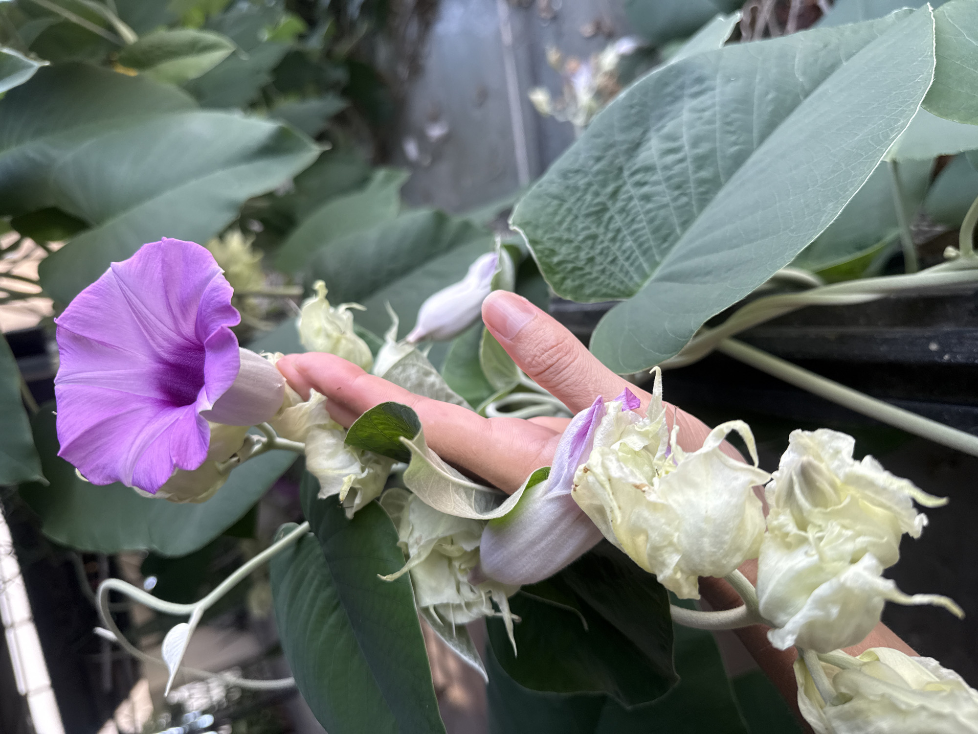 In Bac Nha Trang Ward, Vietnam, a hand gently supports a blooming purple flower, its petals unfurling against a backdrop of lush green foliage. The hand, with its pale skin and visible veins, cradles the delicate flower, showcasing its vibrant color and intricate structure. Surrounding the bloom are several unopened buds, their pale, papery husks hinting at the beauty yet to be revealed. The leaves, large and broad with prominent veins, create a verdant canopy, suggesting a garden or natural setting. The overall impression is one of natural beauty and careful observation.