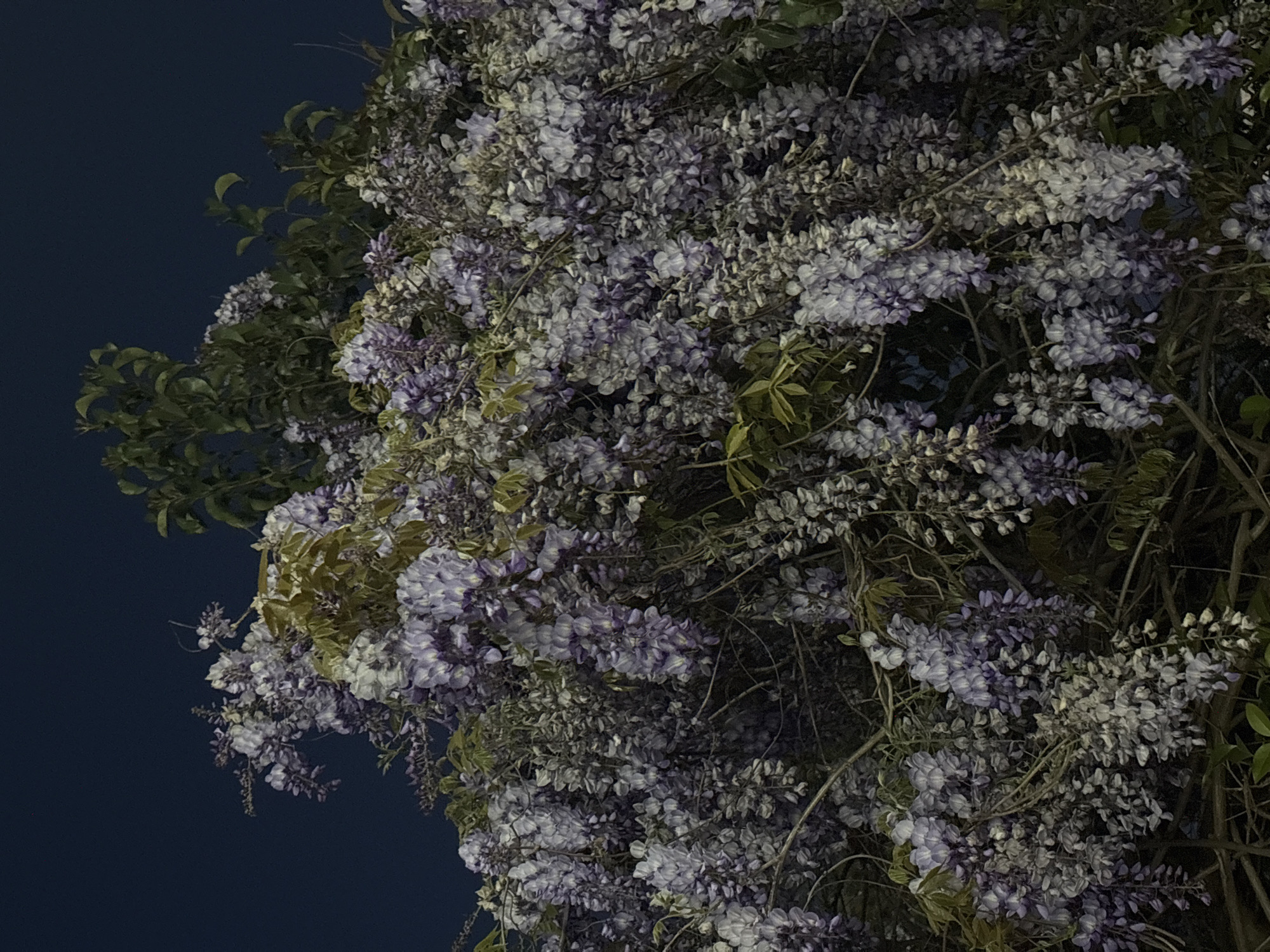 The image shows a large wisteria plant in full bloom. The flowers are cascading downwards and are predominantly lavender and white. The plant is dense, with many branches and leaves visible among the flowers. The background is a dark blue, suggesting the photograph was taken at night. The scene is likely in Bar, Montenegro.