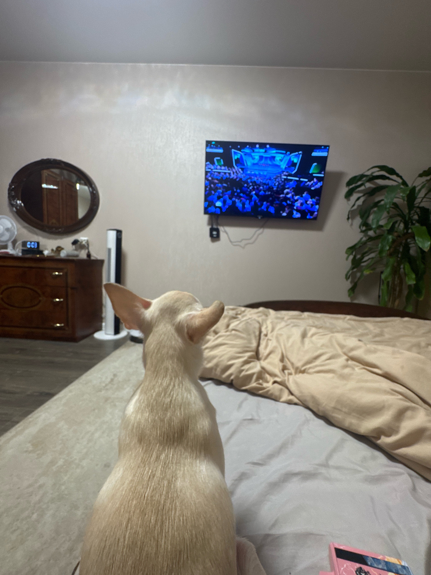 The image shows the back of a small, light-colored dog sitting on a bed, facing a television mounted on a wall. The dog is positioned in the foreground of the image, with its head turned towards the television. The television displays a bright, blue-lit scene with a crowd of people. To the left of the television, a large green plant is visible. Below the television and to the left, a dresser with a mirror above it can be seen. The dresser is made of dark wood, and a digital clock displaying "00:03" is on its surface. A white fan is also present on the dresser. The bed is covered with beige bedding. The environment appears to be a bedroom. No specific location in Novosibirsk, Russia, can be identified from this image.