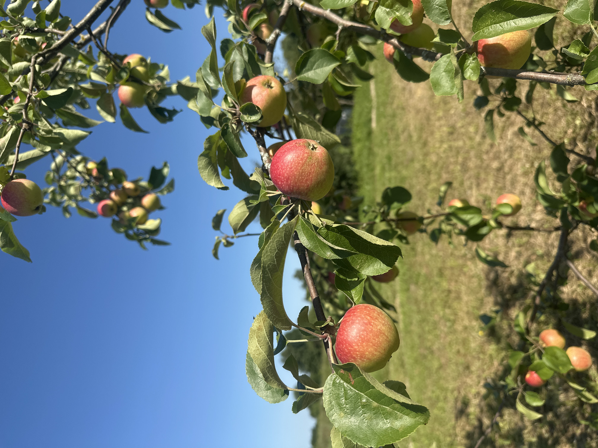 In Turovo, Russia, an apple tree laden with ripening fruit stands against a clear blue sky. The apples, a mix of red and green, are clustered on branches adorned with lush green leaves. The sun casts shadows on the grassy ground below, where more apples are scattered. A few small insects are visible on the apples and leaves.