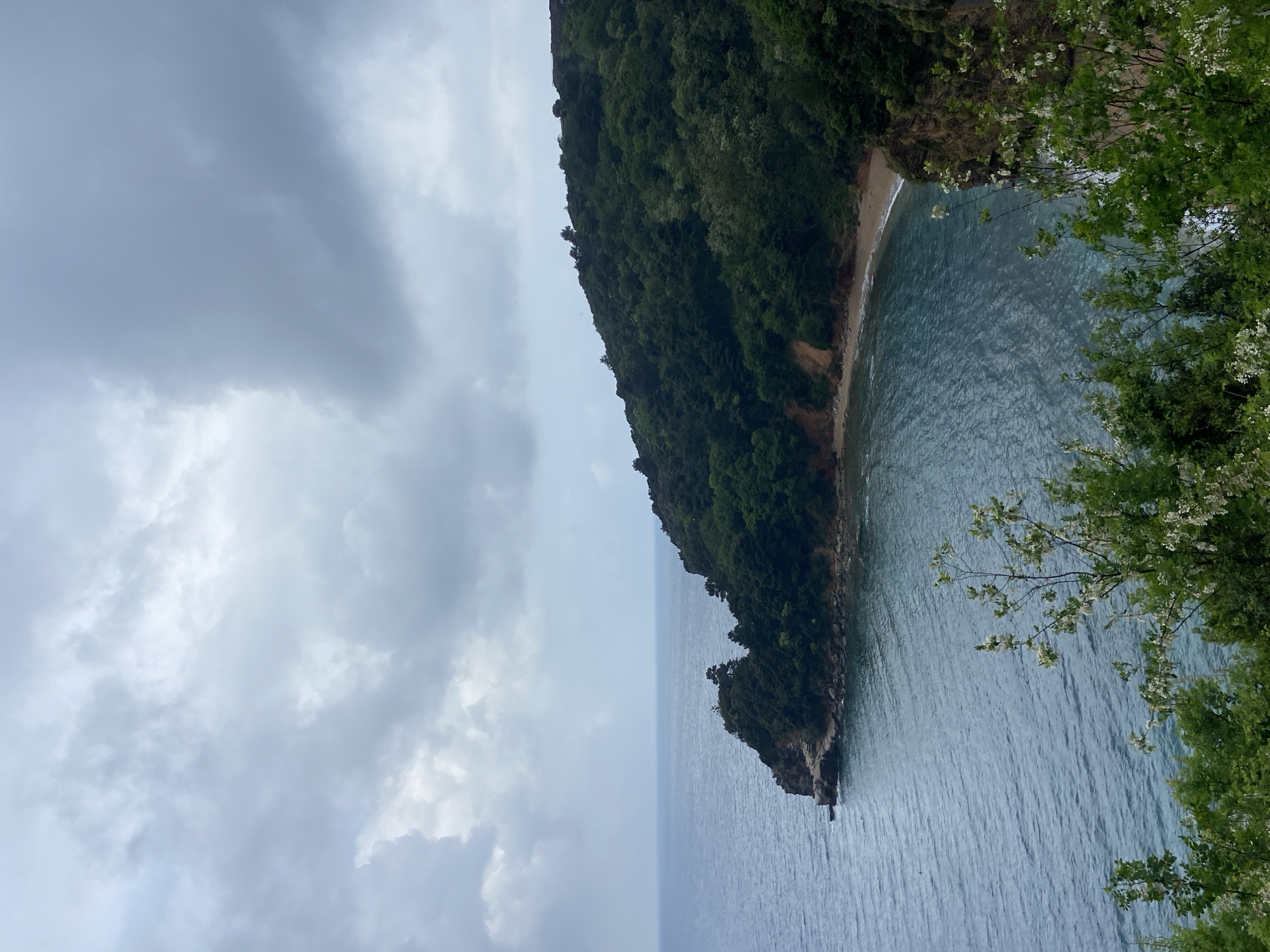 The image shows a view of a rocky coastline in Budva, Montenegro. A small beach is nestled along the base of a densely forested hill or peninsula. The water appears calm, with subtle wave patterns visible. The sky is overcast with gray clouds. In the foreground, flowering branches partially obscure the view on the right side. The image suggests a natural setting, possibly a remote or less developed part of the Budva coastline.