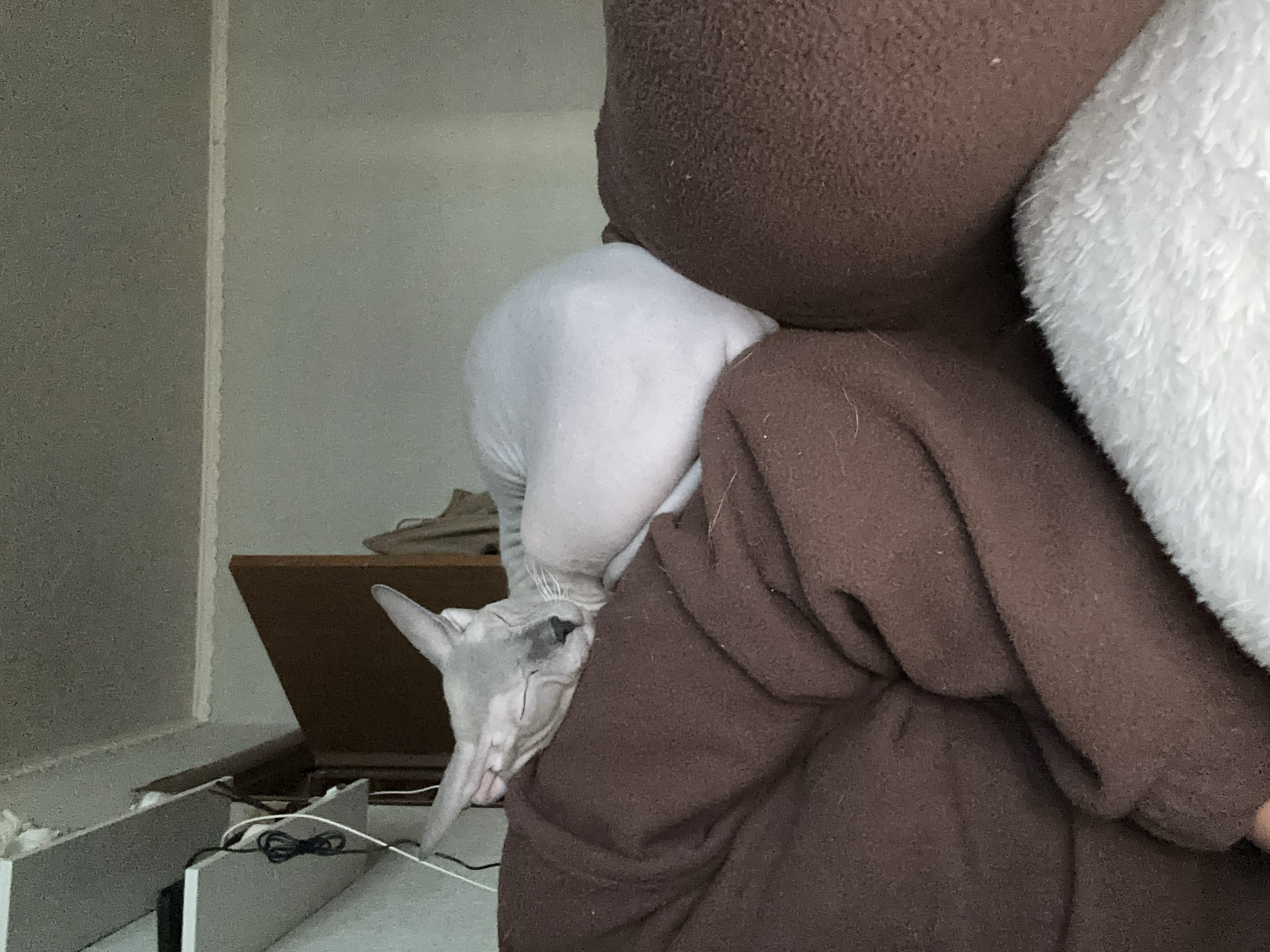A light gray Sphynx cat is observed sleeping on a brown, textured fabric surface, possibly a blanket or cushion, within an indoor setting in the city of Chaikovsky, Russia. The cat's head is resting, its eyes are closed, and its body is partially visible in a curled position. To the lower right, a portion of white, fluffy material is visible. In the background, a light-colored wall is present. A white shelf is mounted on the wall to the upper left, from which black and white electrical cables hang, one of which is coiled. To the right of the shelf, a brown wooden door or cabinet door is partially open. The ceiling, light gray and textured, is visible above the shelf and door, with a white trim strip along its junction with the wall.