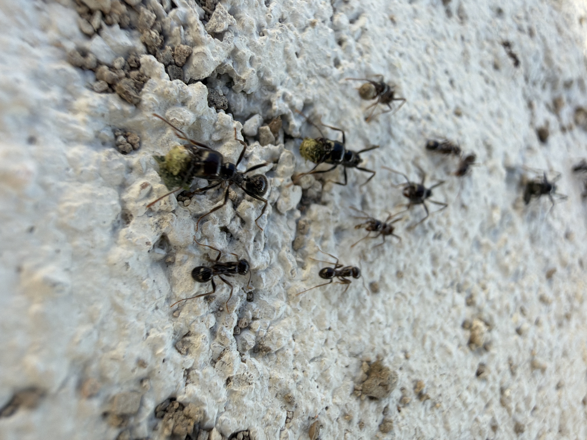 A close-up, high-angle photograph captures a colony of black ants moving across a rough, textured white surface, likely a wall or ground in Sant Martí Sarroca, Spain. The surface is uneven, with visible small stones and gritty particles embedded in its light-colored, possibly concrete or stucco, material.
The primary subjects are numerous ants, predominantly black with some reddish-brown coloration on their legs and antennae. Many of the ants are actively engaged in carrying small, irregular, greenish-yellow objects. These objects appear to be pieces of plant matter, possibly lichen, moss, or fungus, and are significantly larger than the ants' heads, requiring considerable effort for transport. Two ants in the foreground and mid-ground are particularly prominent, each laden with their green cargo. Other ants are seen moving across the textured surface, some with cargo and some without, suggesting a busy foraging or relocation activity.
The lighting is bright and natural, indicating daytime, and highlights the rough texture of the surface. The image has a shallow depth of field, bringing the ants in the foreground and mid-ground into sharp focus while blurring parts of the background and extreme foreground, emphasizing the ants' activity. There is no visible text in the image.