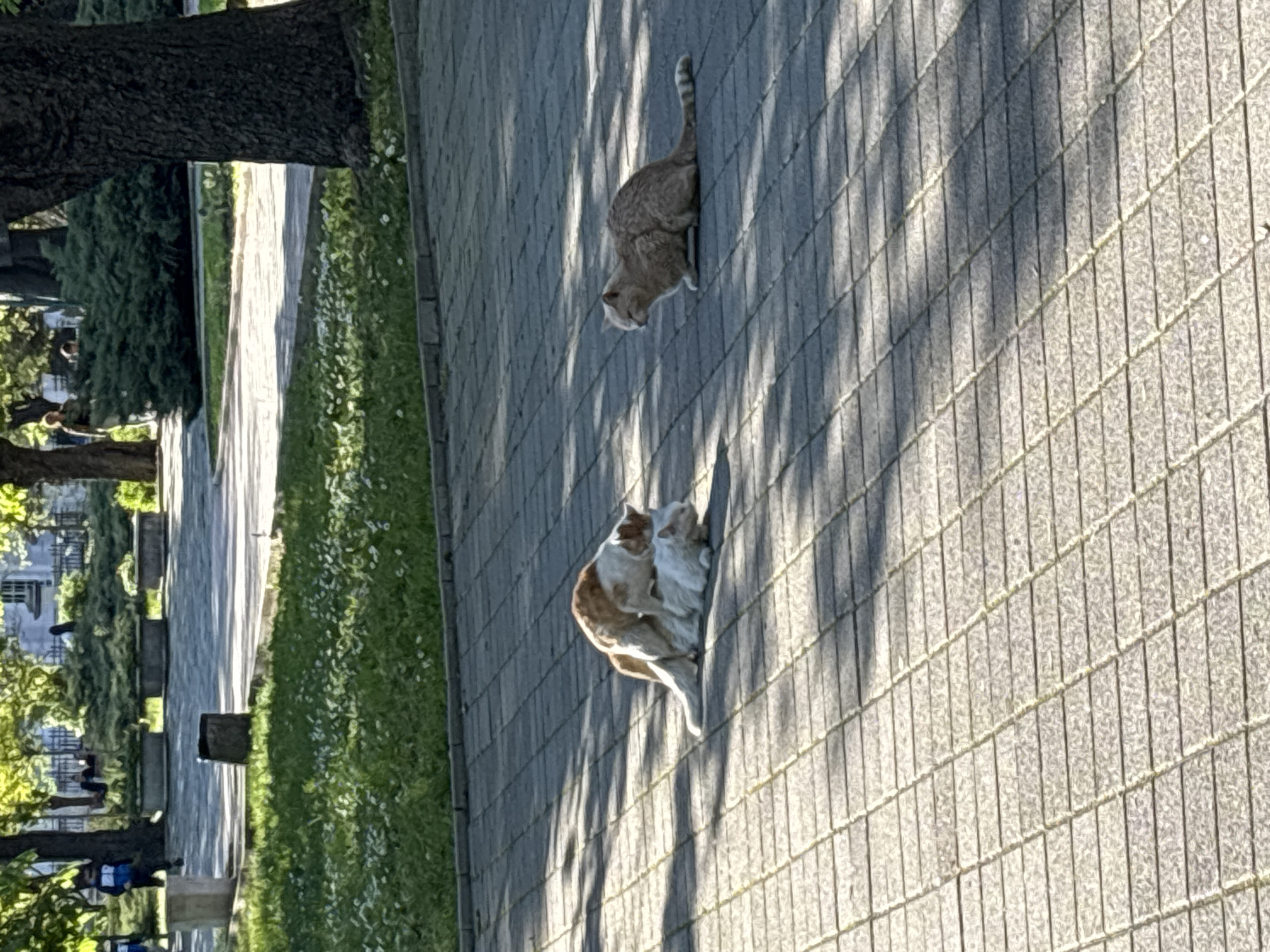 This image captures an outdoor scene likely within a park or pedestrian area in Chirpan, Bulgaria, bathed in bright sunlight. The main feature is a paved pathway constructed from rectangular grey paving stones. Strong, elongated shadows, possibly cast by trees or buildings, stretch across the path, indicating either early morning or late afternoon.
To the left of the pathway, there is a vibrant green grassy area interspersed with small white flowers, bordered by several trees with thick, dark trunks. In the background, beyond the trees, there are blurred outlines of distant buildings or structures and a few indistinct figures of people.
Two cats are visible on the paved pathway. In the upper part of the path, a light brown or ginger tabby cat is standing or walking, facing generally towards the left. Closer to the viewer, a second cat, primarily white with significant orange or ginger patches, is lying down on the paving stones. This cat appears to be in the process of grooming itself or resting comfortably, with its head turned towards its body. Both cats appear calm and at ease in their surroundings.
There is no visible text in the image.
