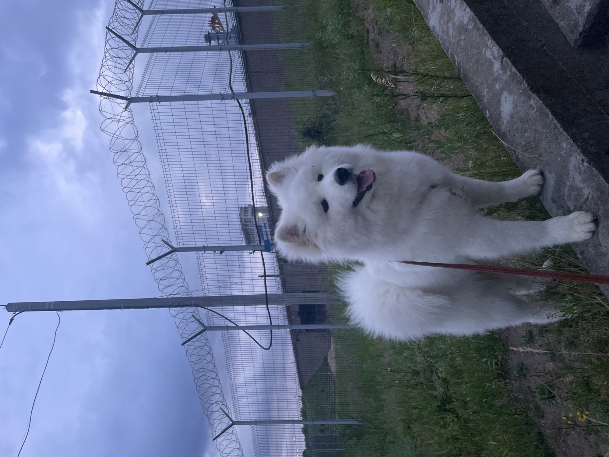 This image depicts a white Samoyed dog standing on a concrete structure in what appears to be an industrial or secured outdoor area in the city of Unknown, Unknown, at dusk. The dog, positioned slightly off-center to the right, is a medium-sized, fluffy white canine with a curled tail visible behind its body. It is wearing a red leash, which extends downwards out of view. The dog faces the camera with its mouth slightly open, tongue visible, and dark eyes.
In the midground, behind the dog, is a section of unkempt grassy terrain with sparse vegetation. A robust metal mesh fence, approximately 2-3 meters high, spans the background horizontally. This fence is topped with multiple strands of concertina razor wire (barbed wire) secured by angled metal posts. A tall, grey utility pole, also with wires attached, stands just behind the fence to the left of the dog.
Beyond the fence, in the far background, several structures are visible, including a large, dark building or embankment with a visible entrance or opening, and other indistinct industrial-looking elements further to the right. The sky is overcast with heavy, purplish-grey clouds, suggesting twilight conditions. The overall lighting is dim and diffused.