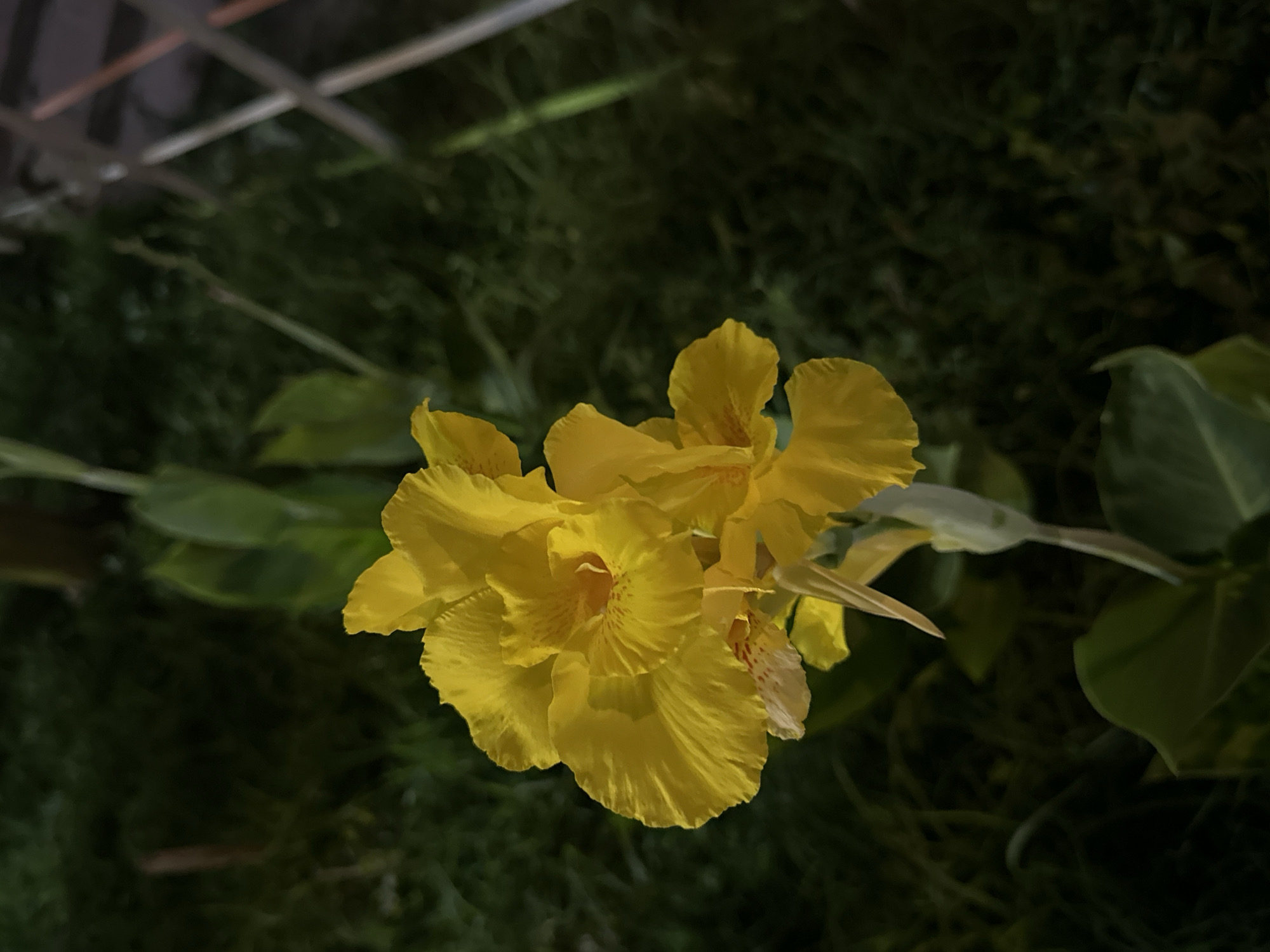 A close-up, nighttime photograph features a cluster of bright yellow canna lily flowers in the foreground. The flowers are in various stages of bloom, with some petals fully unfurled and others still partially closed. The background is dark and out of focus, showing hints of green foliage and what appears to be a metal structure, possibly a fence or railing, in the upper right portion of the frame. The lighting suggests an artificial light source is illuminating the flowers from the front. The scene is devoid of any human presence or activity. The location is the city of Baku, Azerbaijan.