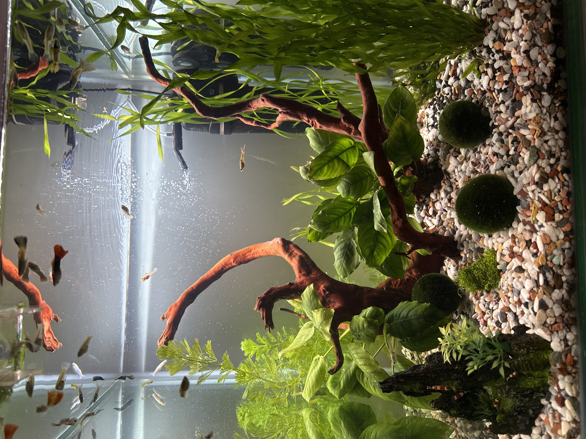 A freshwater aquarium is depicted indoors. The aquarium contains several guppies swimming in the water column, as well as driftwood with attached plants. There are also marimo moss balls on the substrate, which consists of small, colored pebbles. The background includes aquatic plants. There is no indication of the location being Krasnoyarsk, Russia.