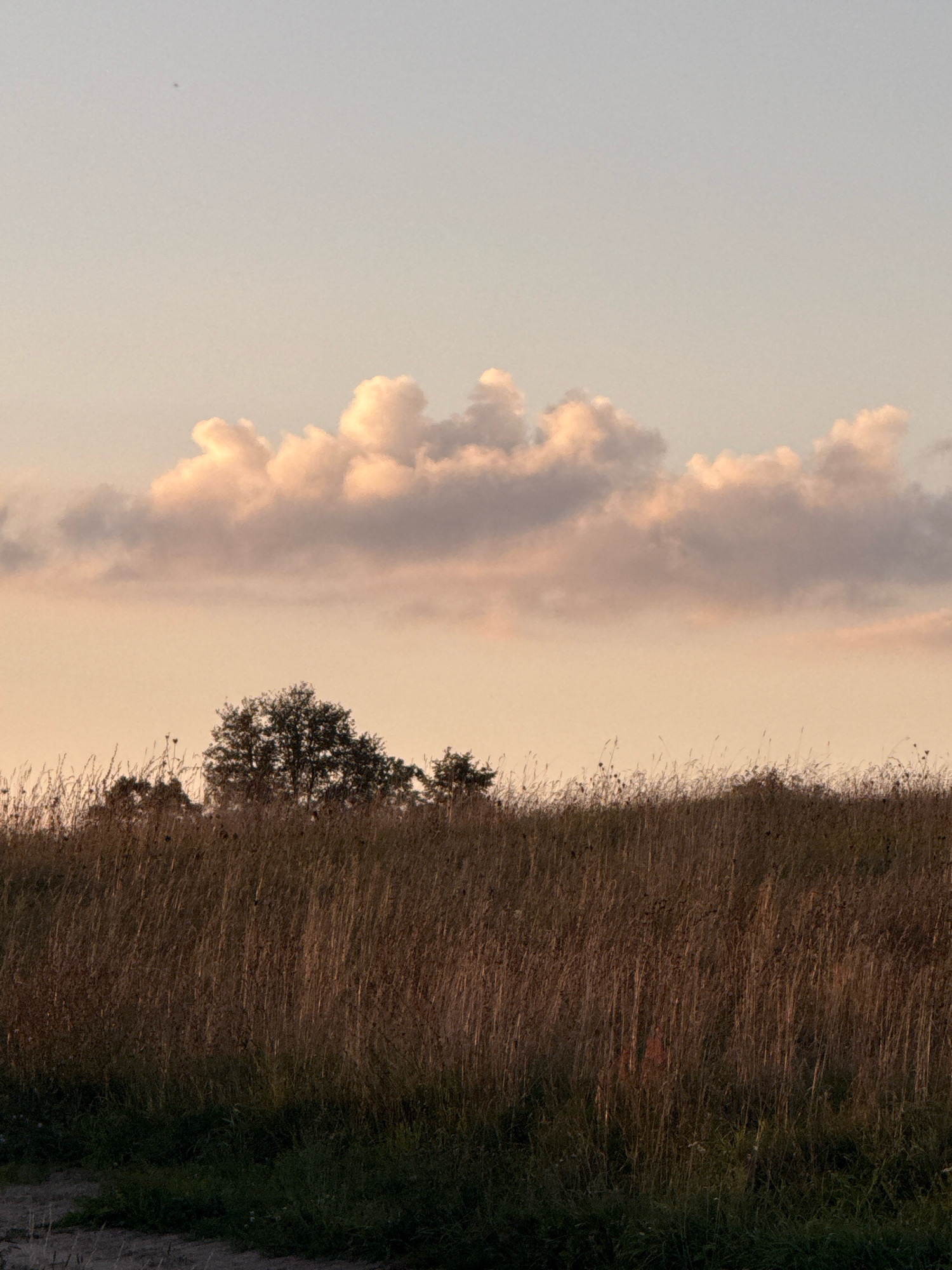 A tranquil, dusky sky with soft peach and pale blue hues dominates the upper portion of the image. A line of fluffy, pale pink and grey clouds stretches across the horizon, catching the last light of day. Below the clouds, a silhouette of trees stands against the lighter sky. The foreground is filled with a dense field of tall, dry, golden-brown grasses, interspersed with darker green foliage at the very bottom. A dirt path is visible in the lower left corner, and the overall impression is one of natural, serene beauty in the rural outskirts of Galinė, Lithuania. There are no people or animals visible in the image.
