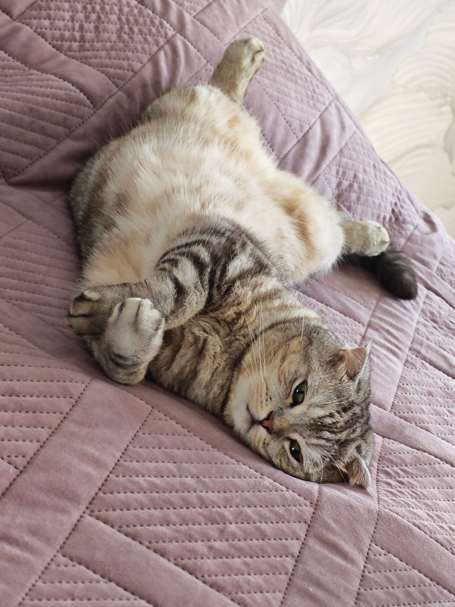 A tabby cat is lying on its back on a quilted pink surface. The cat's paws are crossed over its chest, and its eyes are open, looking at the camera. The surface appears to be a bed or sofa. The background is out of focus but appears to be an indoor setting. There are no visible people in the image. This image was taken in Minsk, Belarus.
