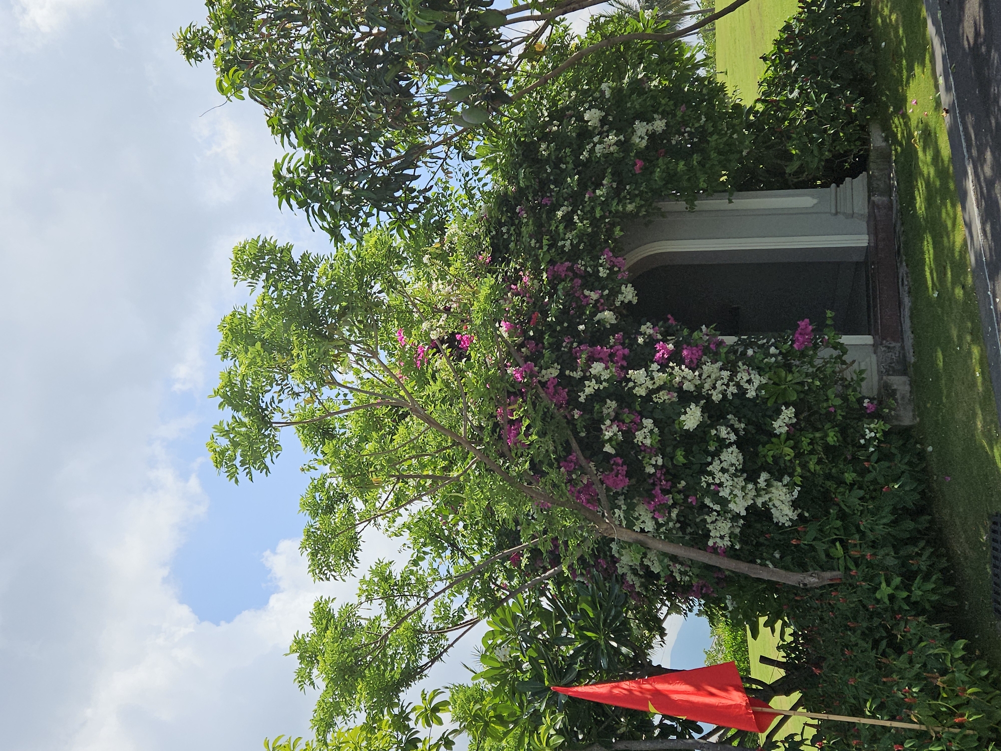 This image depicts a lush, vibrant outdoor scene, likely a garden or resort area, under a bright, partly cloudy sky. The photograph is oriented vertically, showing the sky on the left and a grass/paved area on the right, but is described here as if correctly rotated with the sky at the top.
In the upper and central portions of the frame, dense green foliage from various trees and bushes dominates. Several trees with bright green leaves are prominent, with one featuring small, unripe green fruits, possibly mangoes. A significant feature is an abundance of flowering bushes, resembling bougainvillea, which are covered in a mix of white and vivid pink/magenta blossoms. These flowers cascade over and around a light-colored building structure, which appears to be an elegant archway or entrance with classic architectural details such as columns or pilasters.
Towards the lower right, a distinctive red flag with a yellow star, likely the national flag of Vietnam, is prominently displayed on a bamboo pole, partially framed by the surrounding greenery. The background reveals a well-maintained green lawn or grass area. On the far right, a dark paved path or road is visible, with sunlight casting sharp shadows from nearby trees.
The scene conveys a peaceful, tropical ambiance, characteristic of a sunny day. The clear blue sky with fluffy white clouds, the vibrant greenery, and the flowering plants suggest warm weather. The presence of the Vietnamese flag, combined with the tropical flora and architectural style, firmly places the location in Bac Cam Ranh Ward, Vietnam. No people are visible, and there is no discernible text in the image.