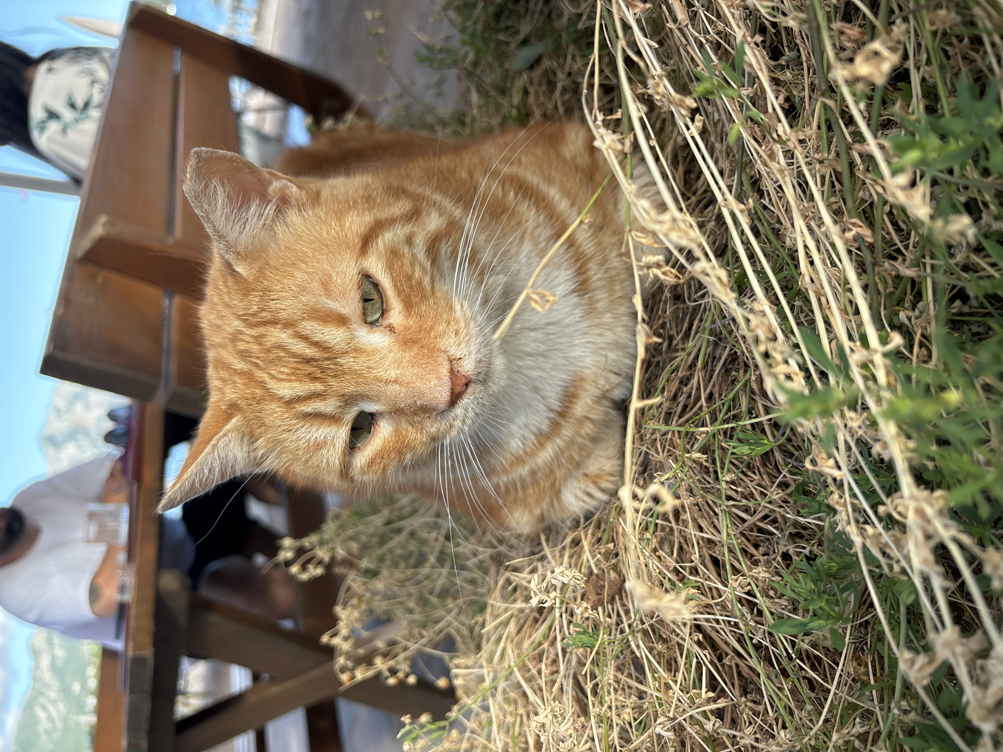 An orange tabby cat with distinctive stripes and bright green eyes is the central subject of this image. The cat is seen lying down, its body partially obscured by a bed of dry, light-brown grass and some green foliage. Its head is turned towards the viewer, and its gaze is directed with a calm, inquisitive expression. White whiskers fan out from its snout, and its chest and chin feature lighter, almost white fur.
The photograph is oriented vertically, causing the elements to appear tilted; if viewed upright, the cat would be lying horizontally. In the blurred background, a wooden table and chairs are visible, indicating an outdoor dining or seating area. A person wearing a white t-shirt, with a visible beard and what appears to be a tattoo on their arm, is seated at the table. Another person is less distinctly visible nearby. Above the table, a clear blue sky is visible, indicating bright, sunny weather during daytime, possibly late morning or afternoon. The scene depicts a relaxed outdoor setting, likely in Budva, Montenegro, where the cat is comfortably observing the human activity. No text is visible in the image.