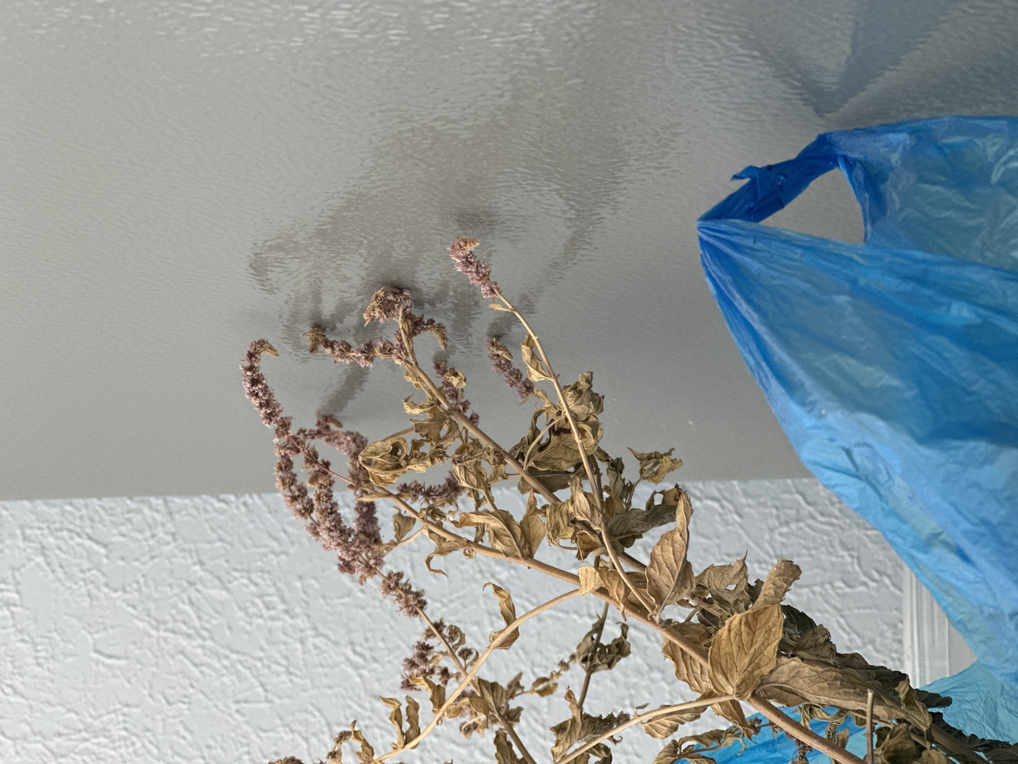 A close-up, eye-level shot shows dried plant material with small purple flowers, some of which are shedding, in the foreground. The plant is positioned within a bright blue plastic bag, which is slightly crinkled and partially obscuring the bottom of the frame. In the background, a wall is visible, with a textured white section on the left and a smooth, grey section on the right, meeting at a corner. A faint shadow of the plant is cast on the grey wall. The scene is indoors, and no people are present. The image does not provide any information about its location in Nevinnomyssk, Russia.
