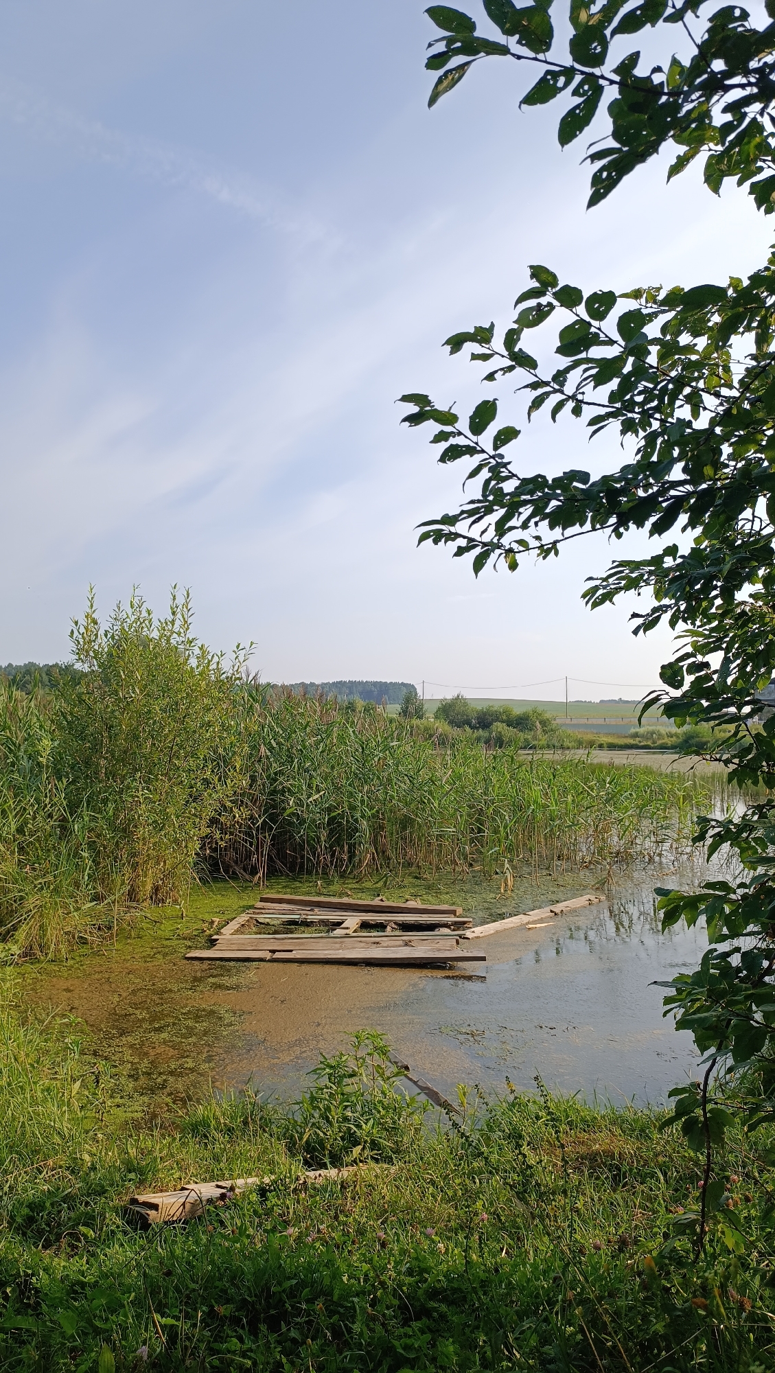 An outdoor vertical shot captures a serene natural scene, likely in a rural or park-like setting, possibly near Karsha, Russia. The foreground is dominated by lush green grass and vegetation, with a weathered wooden structure, resembling a partially submerged dock or walkway, extending into a body of water. The water's surface is partially covered with a green, algae-like substance and reflects the sky and surrounding foliage.
Behind the water, a dense thicket of tall reeds and other greenery forms a natural barrier. Beyond this, a gently rolling landscape unfolds, featuring a line of trees in the mid-ground and agricultural fields or open land stretching to the horizon. The sky is a pale blue with wispy clouds, suggesting fair weather. The upper right portion of the image is partially obscured by the dark green leaves and branches of a tree, framing the view. There are no people or animals visible in the scene.