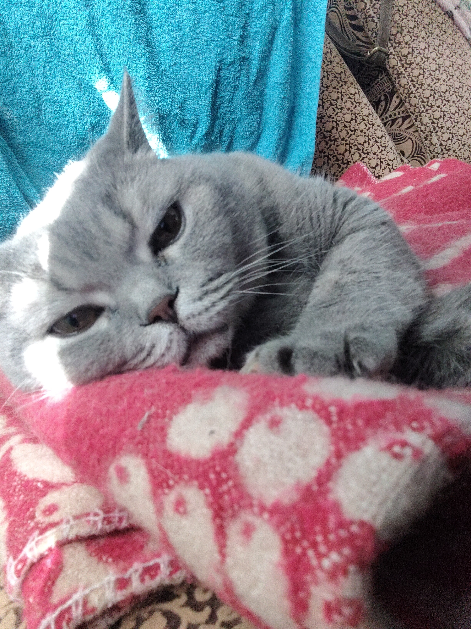 A gray cat is lying on a pink blanket with white paw prints. The cat's head is resting on the blanket and its paw is curled up near its face. Behind the cat, there is a blue towel and a patterned fabric. The location of the image is Unknown, Unknown.