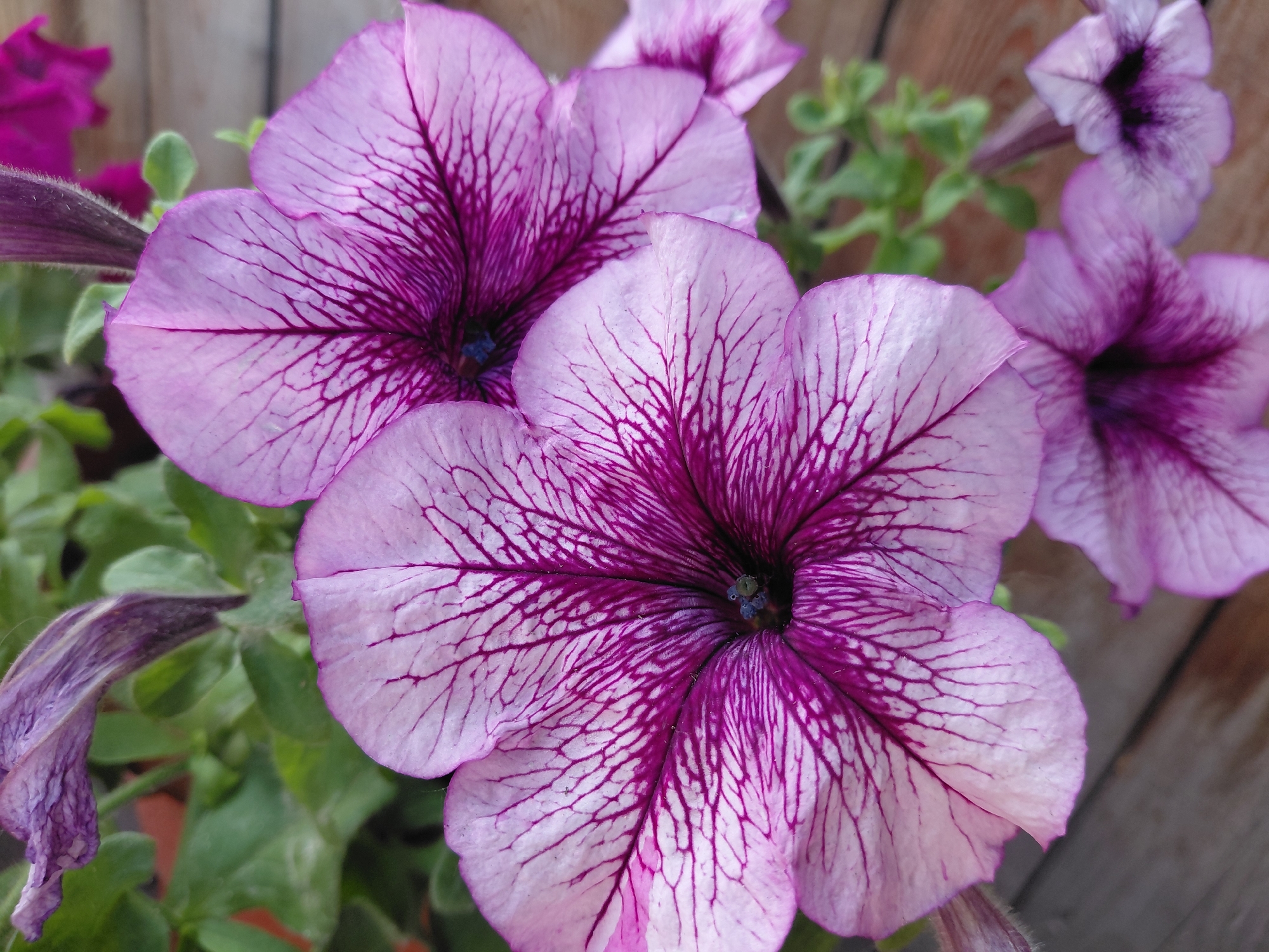 In Novosibirsk, Russia, a close-up shot captures a cluster of petunia flowers. The foreground is dominated by a large, vibrant purple and pink petunia with intricate, dark purple veining that radiates from its center. To its left and slightly behind, another similar petunia is visible, with its petals partially obscured. In the background, more petunias in varying shades of purple and pink are softly out of focus, along with green foliage. The backdrop consists of weathered wooden planks, suggesting an outdoor setting such as a garden or balcony. A single, wilted purple petunia petal hangs on the left side of the frame, adding a touch of contrast to the fresh blooms.