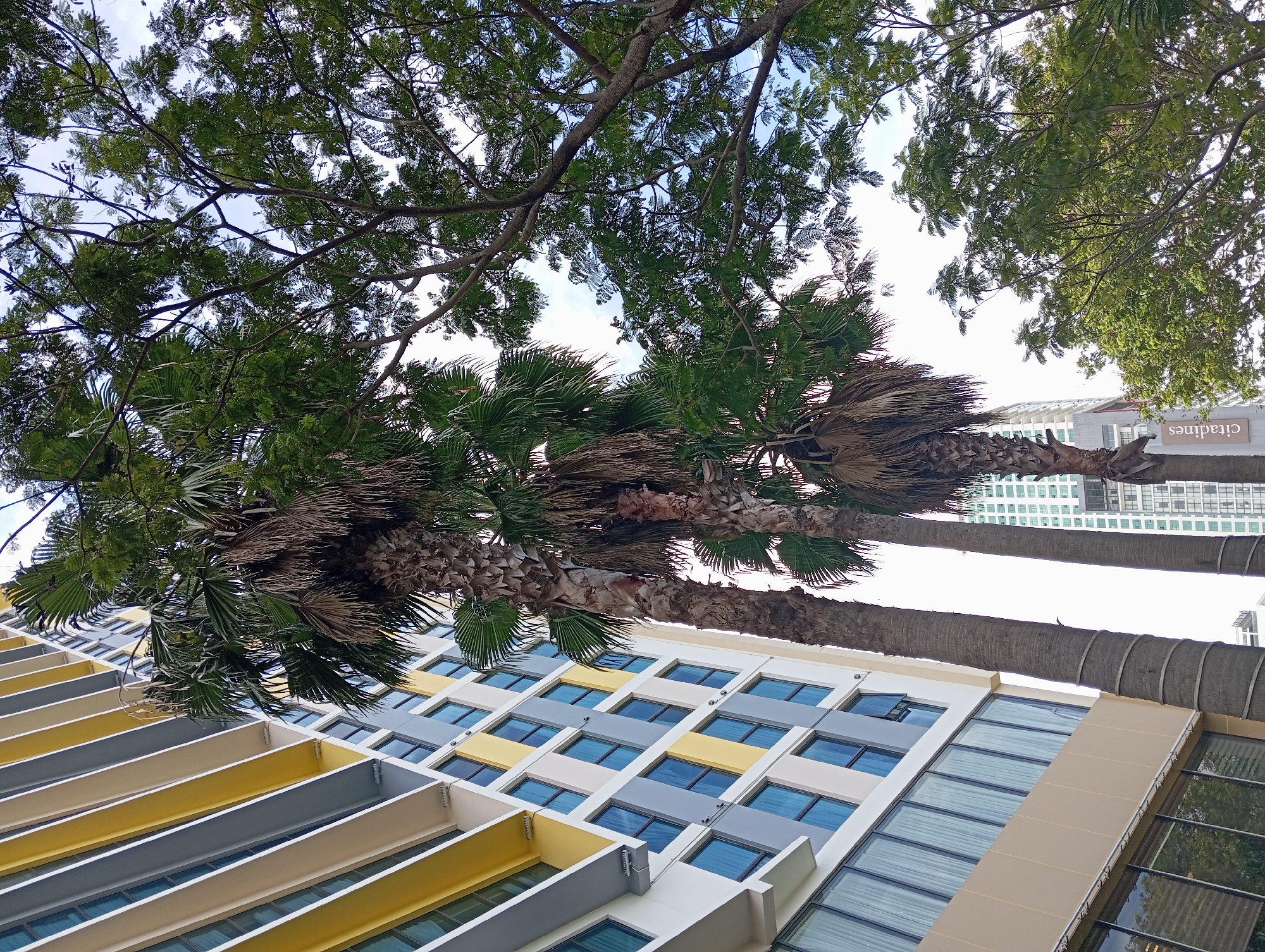 An exterior, low-angle, eye-level shot captures a portion of a modern, multi-story building with a distinctive facade featuring alternating bands of yellow and grey panels, interspersed with rows of blue-tinted windows. Several tall palm trees with rough, textured trunks stand in the foreground, their fronds reaching towards the sky. In the background, a taller, more distant building with a white grid-like pattern of windows is visible, and a vertical sign on one of the palm trees reads "citadines". The sky above is a pale blue with scattered clouds, and the scene is illuminated by daylight. This scene is located in Nha Trang, Vietnam, as evidenced by the "citadines" signage, a hotel chain with a presence in the city. The image depicts an urban environment with a blend of architecture and tropical vegetation.