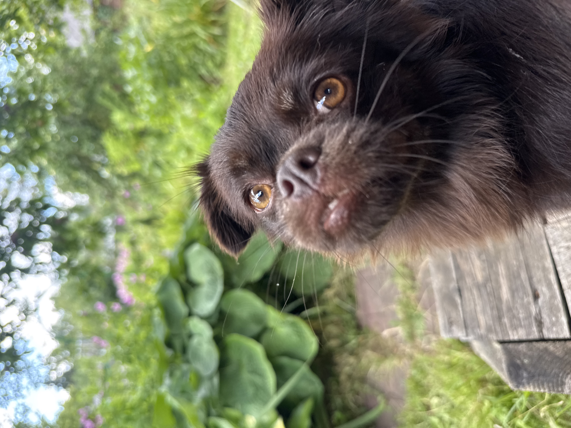 In a garden setting, a close-up shot focuses on the head of a small, long-haired brown dog. The dog is positioned in the lower right quadrant of the image, looking upwards and to the left with its head tilted. Its amber eyes are prominent, and its snout is slightly raised, revealing small teeth. The background is blurred, but it suggests lush green foliage, with some hints of pink flowers and bright sky. In the foreground, to the lower left, is a section of weathered wooden planks. The overall impression is one of an outdoor, natural environment, possibly a backyard or park in a dacha community like Красная Пресня Снт, Russia.