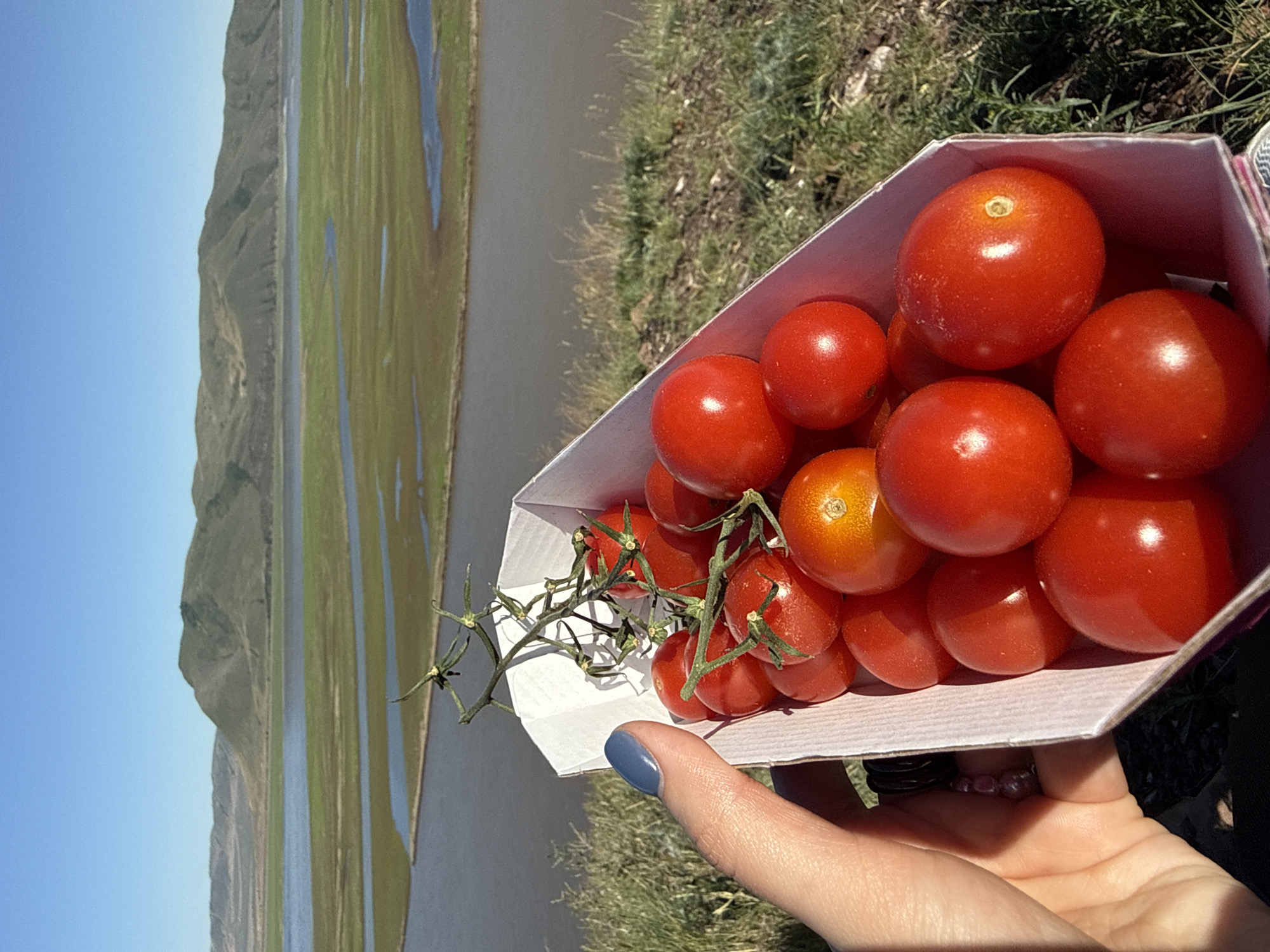 A human hand, with a blue-grey painted fingernail on the thumb, holds a light-colored cardboard carton filled with cherry tomatoes. Many tomatoes are bright red, while some appear orange or less ripe, and several are still attached to their green stems, suggesting they are freshly picked. The carton is held in the foreground, slightly angled.
The background reveals an expansive natural landscape, indicative of Ust'-Abakan, Russia. Under a clear, bright blue sky, rolling green hills or low mountains stretch across the horizon. Below these hills, a broad, flat expanse of green land is visible, dissected by several winding bodies of water, likely rivers or streams, reflecting the sky. The scene is bathed in bright sunlight, casting clear shadows and highlighting the textures of the landscape and the tomatoes. No visible text is present in the image. The image is oriented sideways, with the landscape appearing vertical.
