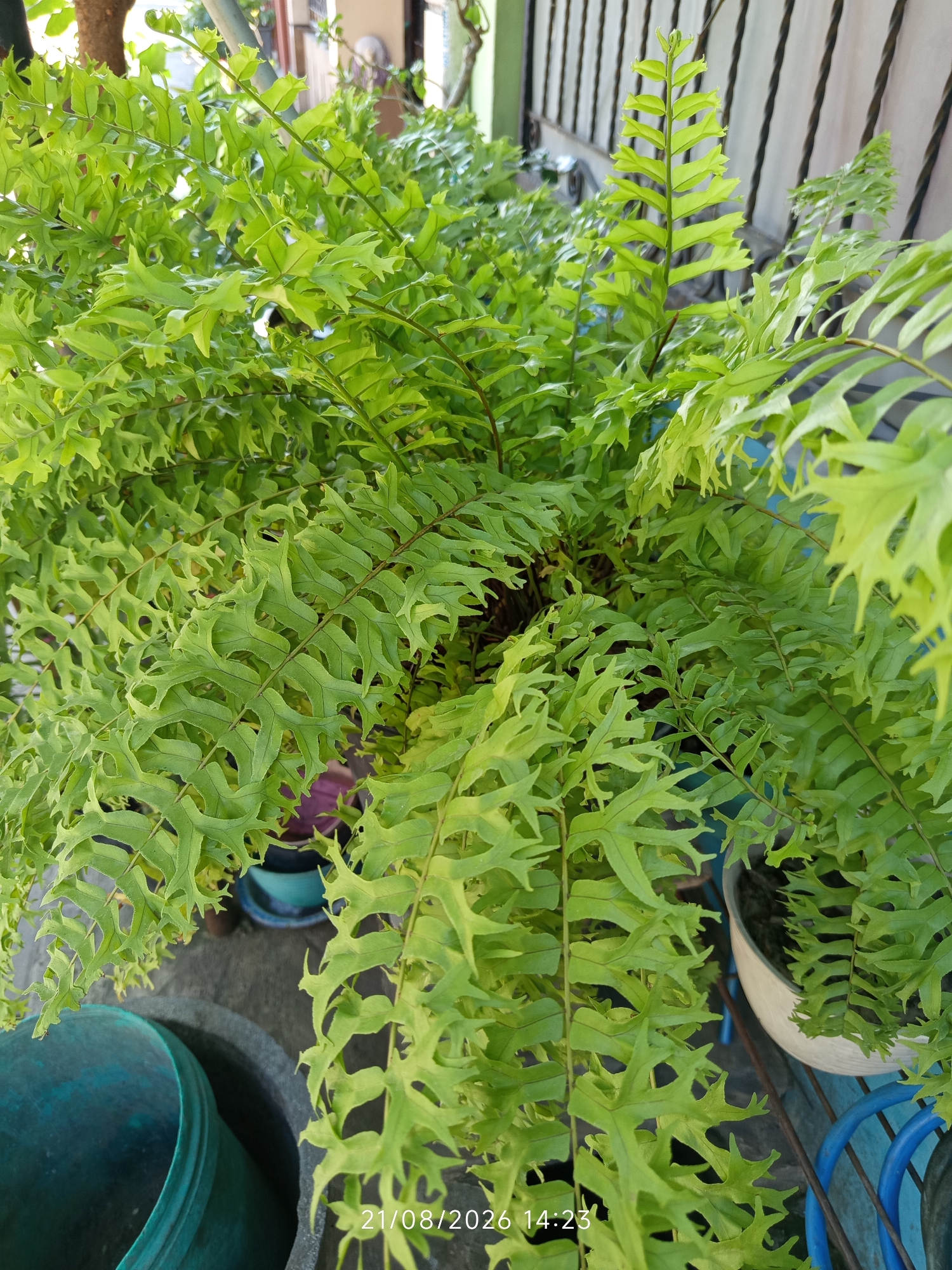 A medium shot captured from a high angle shows a lush, green fern plant in a pot. The fern's fronds are a vibrant green, with some lighter green new growth at the top. The plant is situated outdoors, as suggested by the natural light and the presence of other pots and a fence in the background. The scene appears to be a residential setting in Canggu, Indonesia, possibly a garden or balcony. There are no people visible in the image, and no actions or interactions are depicted. The focus is solely on the fern plant and its immediate surroundings. The date and time stamp "21/08/2026 14:23" is superimposed on the lower right corner of the image.
