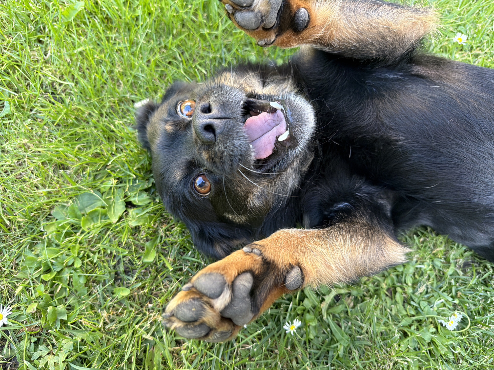 A black and tan dog lies on its back in the grass, with its paws raised in the air. The dog's mouth is open, and its tongue is hanging out. The dog's eyes are wide and looking up at the camera. There are a few small white daisies scattered in the grass around the dog. The image is taken from a high angle, looking down at the dog. The location in the city of Kozova, Ukraine, is not discernible from the image.