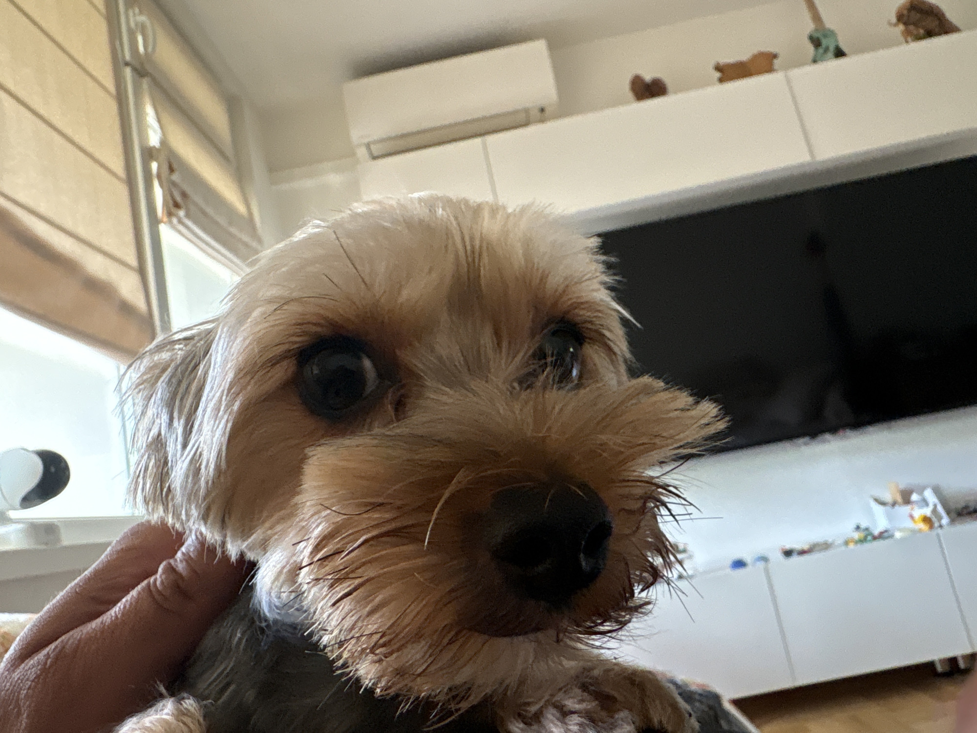 The image shows a close-up of a Yorkshire Terrier dog being held. The dog has a brown and grey coat and is looking directly at the camera with wide, dark eyes. A person's hand is visible holding the dog under its chin. The background includes a window with closed blinds, a white air conditioner unit mounted high on the wall, a white cabinet with a black flat-screen television, and several small figurines on top of the cabinet. There is no information in the image to indicate the location is in Plovdiv, Bulgaria.