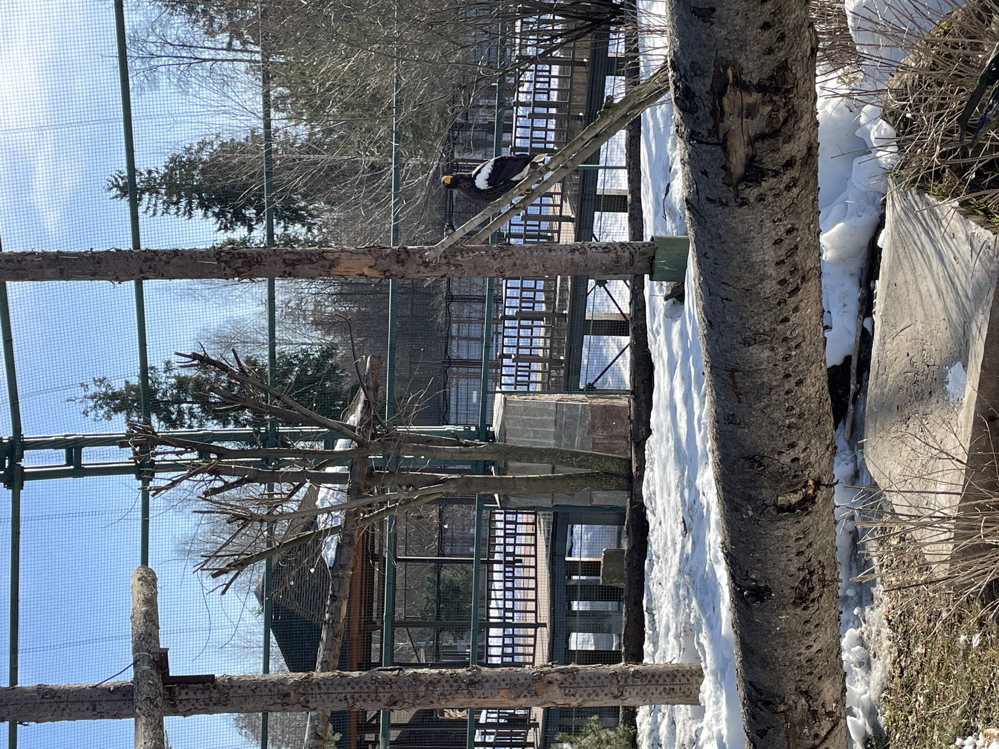 The image shows an outdoor enclosure, likely at a zoo in Izhevsk, Russia. A bird, possibly an eagle or hawk due to its size and coloration, is perched on a branch within the enclosure. The enclosure is made of a wire mesh supported by a metal frame and wooden posts. There are snow patches on the ground. Bare trees and structures are visible in the background.