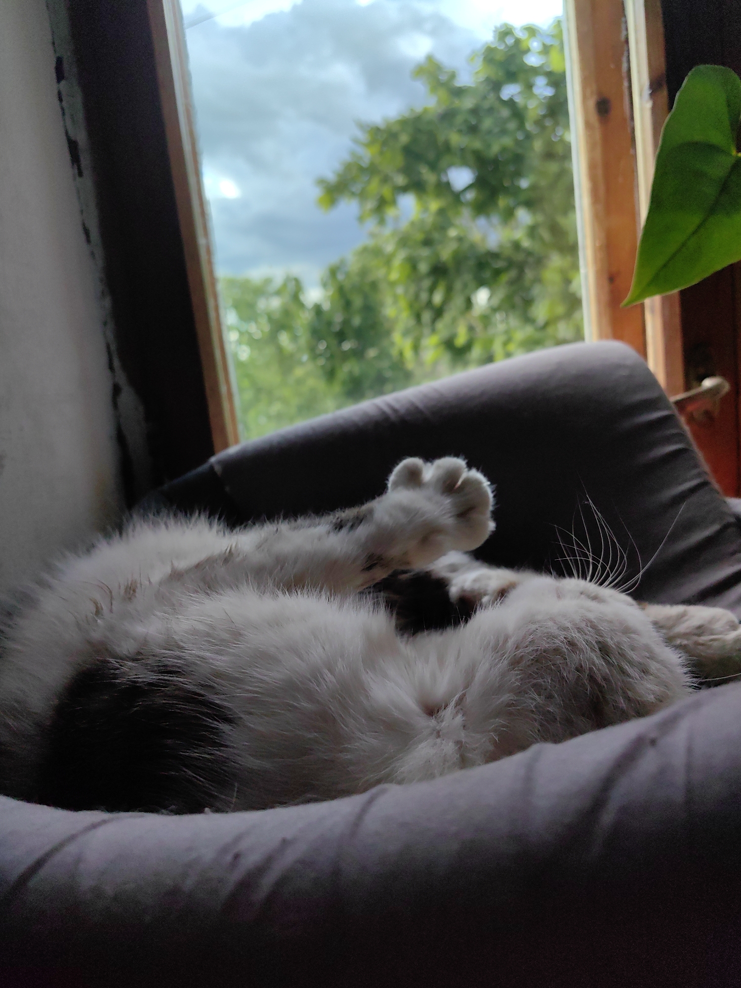 A medium shot captures a black and white cat resting in a soft, gray pet bed near a window. The cat is curled on its side, with one paw extended upward. The window is framed by a wooden border, revealing a blurred view of green trees and a cloudy sky. A green leaf is visible in the top right corner of the frame. The overall lighting is subdued, with shadows around the pet bed and lower portion of the frame. The location is Unknown, Unknown.