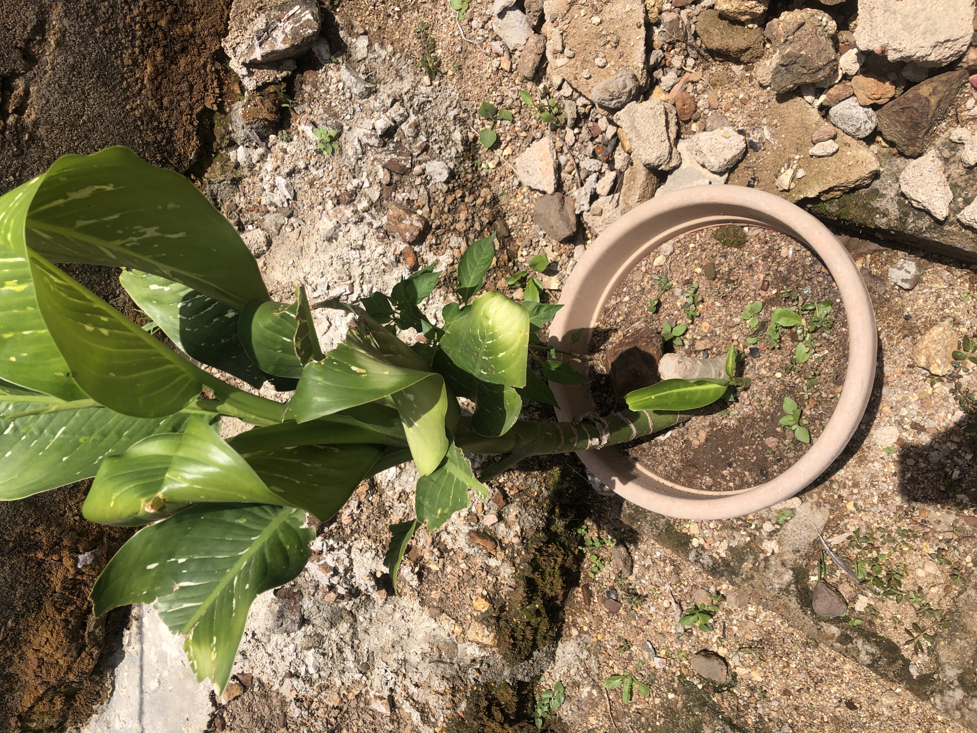 An overhead shot shows a potted Dieffenbachia plant in a pale pink pot. The plant has large, variegated green leaves with white speckles. The pot is placed on the ground which is covered in sand, small rocks, and broken pieces of concrete. To the left of the pot, a mossy, rough-textured wall is visible. The ground area around the pot is uneven and littered with debris, suggesting an outdoor, possibly neglected, environment. Sunlight casts shadows on the ground, indicating it is daytime. There are no people visible in the image.