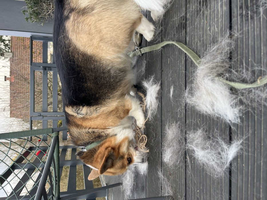 A Pembroke Welsh Corgi stands on a gray wooden deck, surrounded by clumps of shed fur. The dog, with a brown, black, and tan coat, has a green leash attached to its collar. The corgi plays with a tangled brown rope. A gray metal railing is visible on the left side of the image. In the background are trees and a building with a red tile roof.