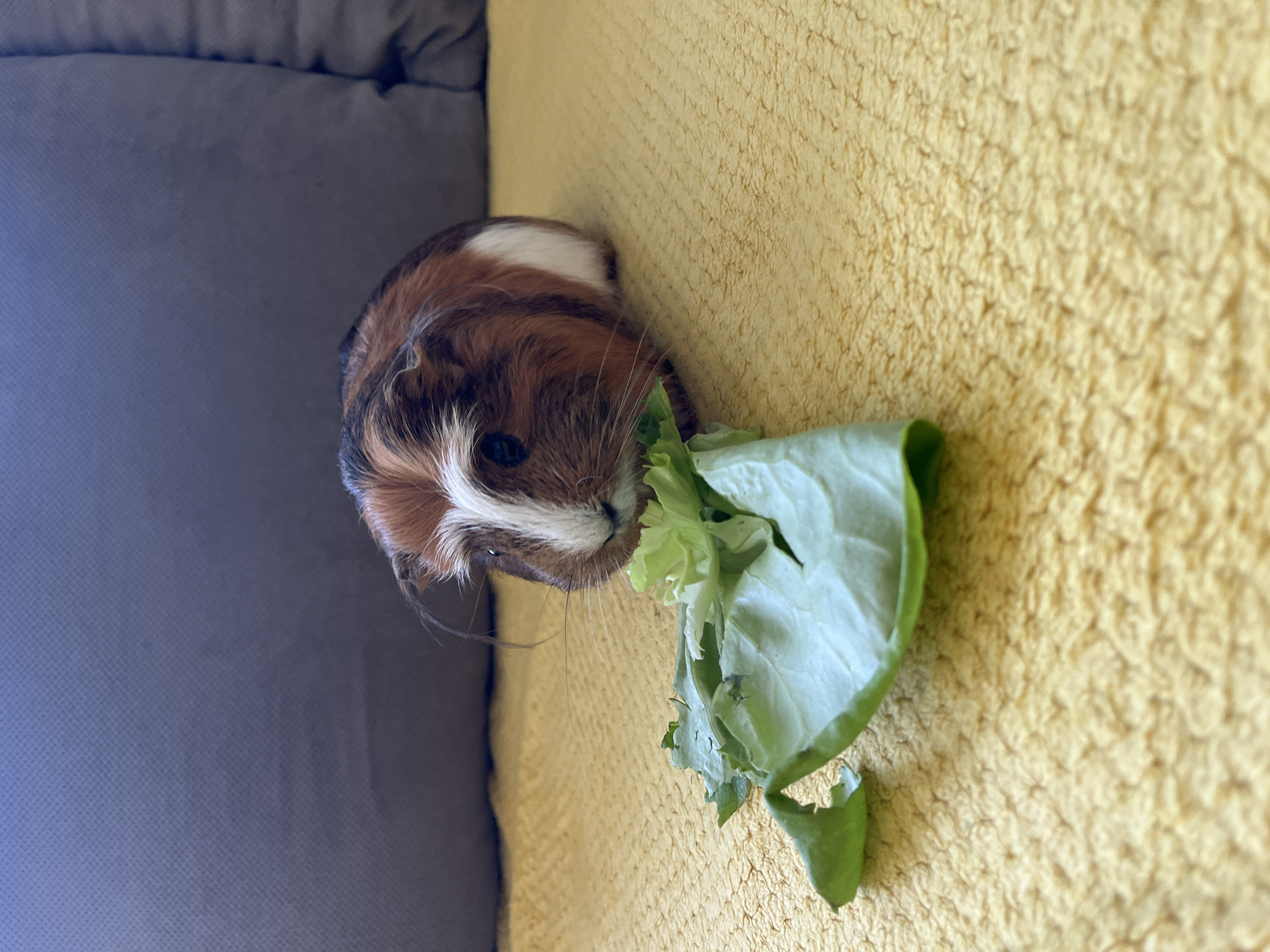 A close-up, top-down shot captures a tricolor guinea pig actively consuming a piece of lettuce. The image is rotated approximately 90 degrees clockwise, placing the guinea pig horizontally across the frame.
The guinea pig features patches of brown, white, and dark brown fur. A clear white stripe runs down its face, leading to its snout, which is positioned directly in the light green lettuce. One dark eye is visible, and its prominent whiskers spread outwards. The lettuce appears fresh but shows signs of being nibbled or torn.
The guinea pig rests primarily on a bright, textured yellow or tan fabric surface, resembling a fluffy towel or blanket. To the left, a darker, possibly dark grey or blue, textured fabric surface is visible, suggesting a sofa cushion or pet bed. The guinea pig is oriented with its back towards this darker surface, while its head is immersed in the lettuce on the yellow surface. The lighting is bright and natural. No text is visible in the image.