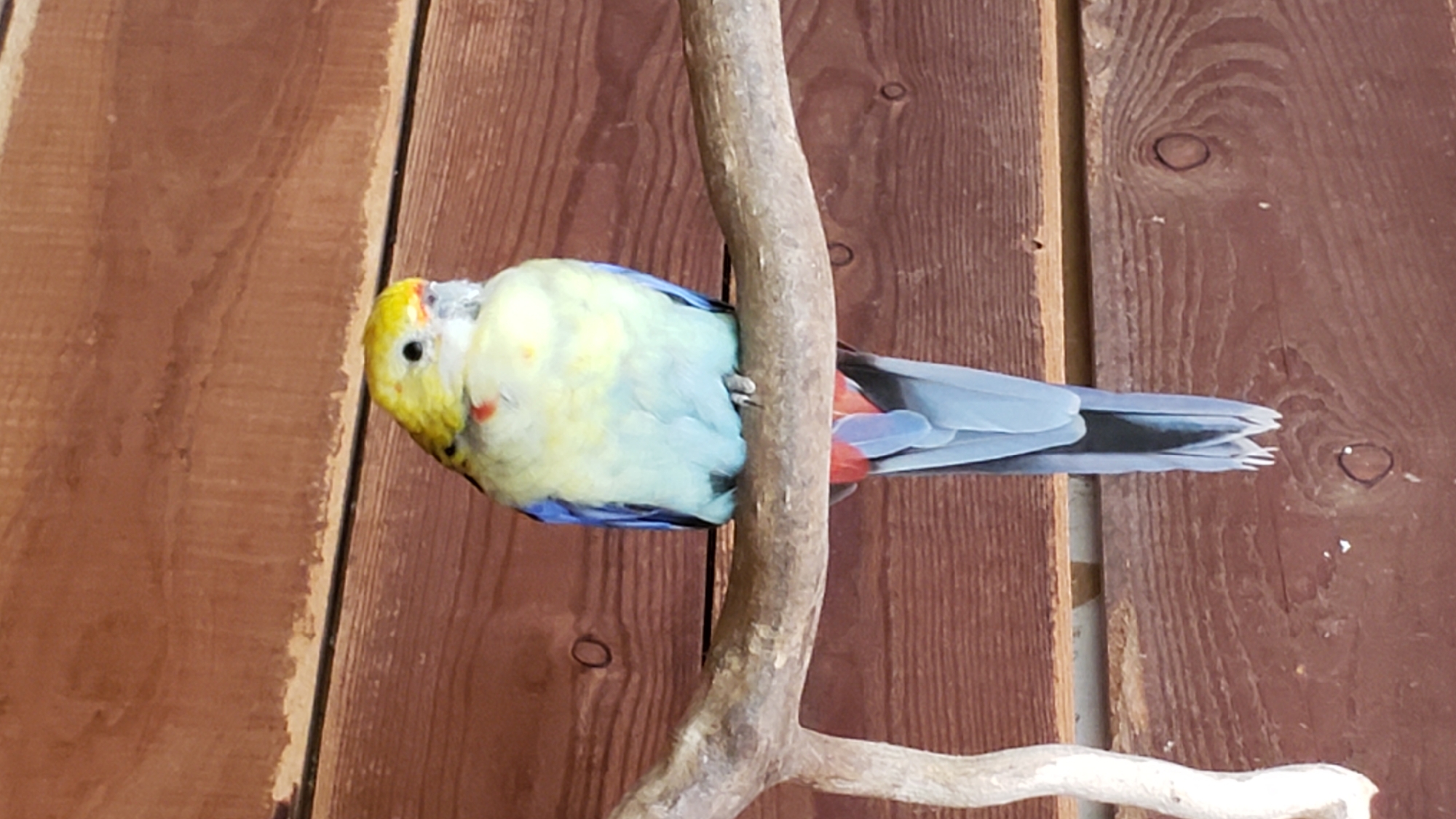 A parrot with a yellow head, pale blue chest and wings, and a red and blue tail is perched on a branch against a wooden wall. The parrot is facing forward, with its head slightly tilted. Its eyes are black and beady. The branch is rough and natural, and the wooden wall is made of horizontal planks. The lighting is natural, and the scene is well-lit. It is not possible to determine the location in the city of Prešov, Slovakia.