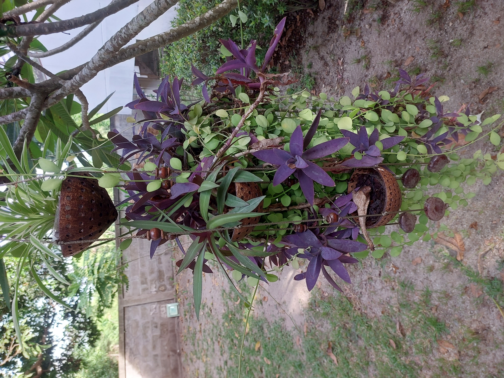 A hanging plant arrangement is displayed outdoors, suspended from a tree branch. The arrangement consists of at least three coconut shell planters stacked vertically. The top planter holds a spider plant with green and white striped leaves. Below this, another planter contains a plant with broad, dark purple leaves and some trailing green vines. The lowest visible planter also holds purple-leafed plants and the trailing vines. These vines have small, round, light green leaves. The entire structure is adorned with small, dark wooden beads strung along the hanging cords. The background shows a dry, sandy ground with patches of grass and fallen leaves, a concrete block wall, and lush green foliage. The scene suggests a tropical or subtropical outdoor setting, potentially a garden or courtyard in Baan Mae Nam, Thailand, given the surrounding vegetation and building materials. There are no people visible in the image.